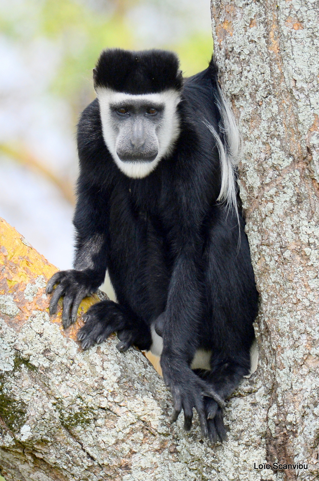 Colobe guéréza/Guereza Black and White Colobus (4)