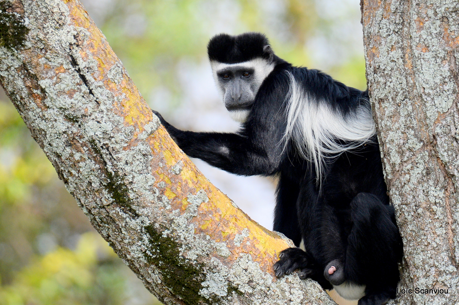 Colobe guéréza/Guereza Black and White Colobus (5)