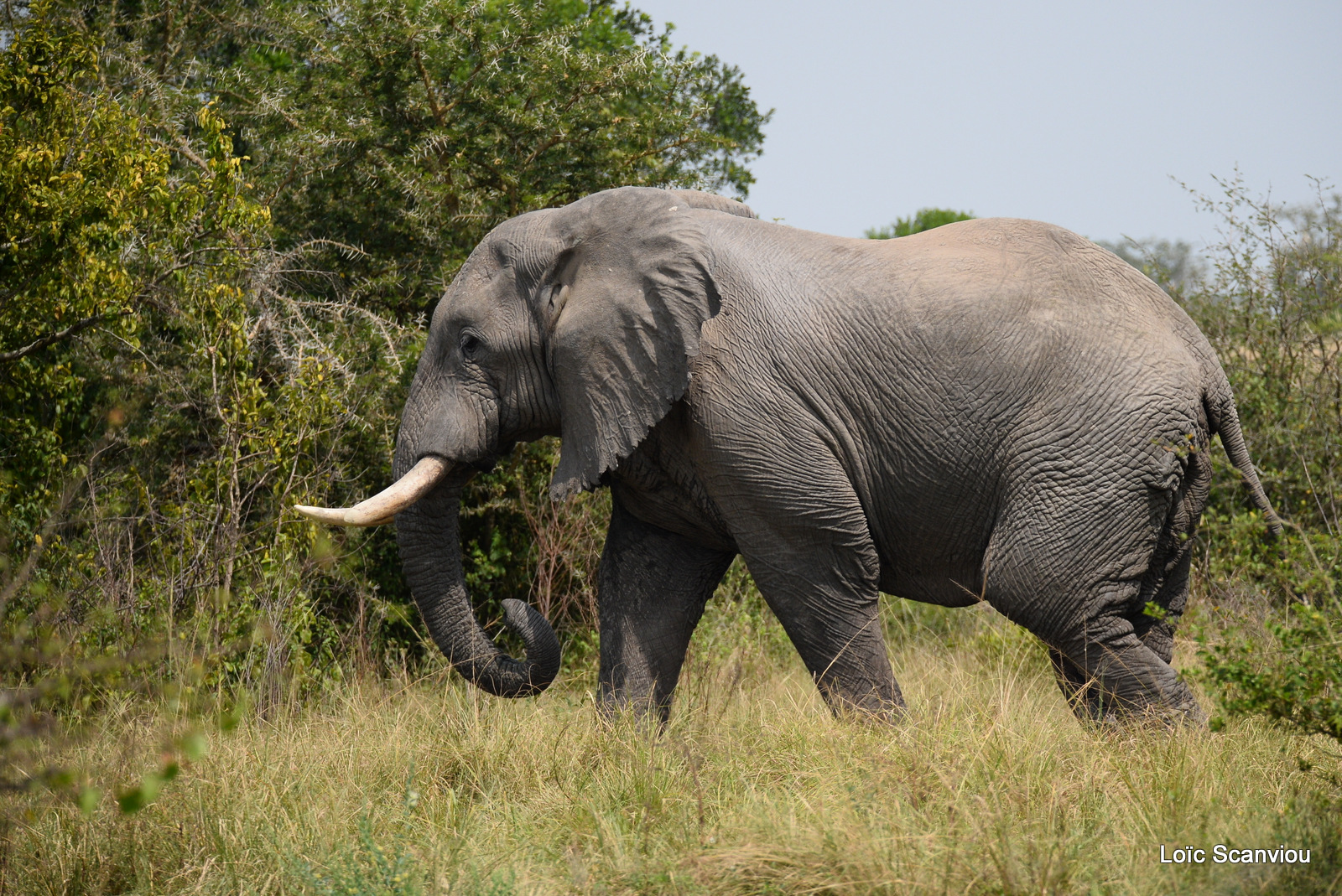 Éléphant de savane d'Afrique/Savanna Elephant (1)