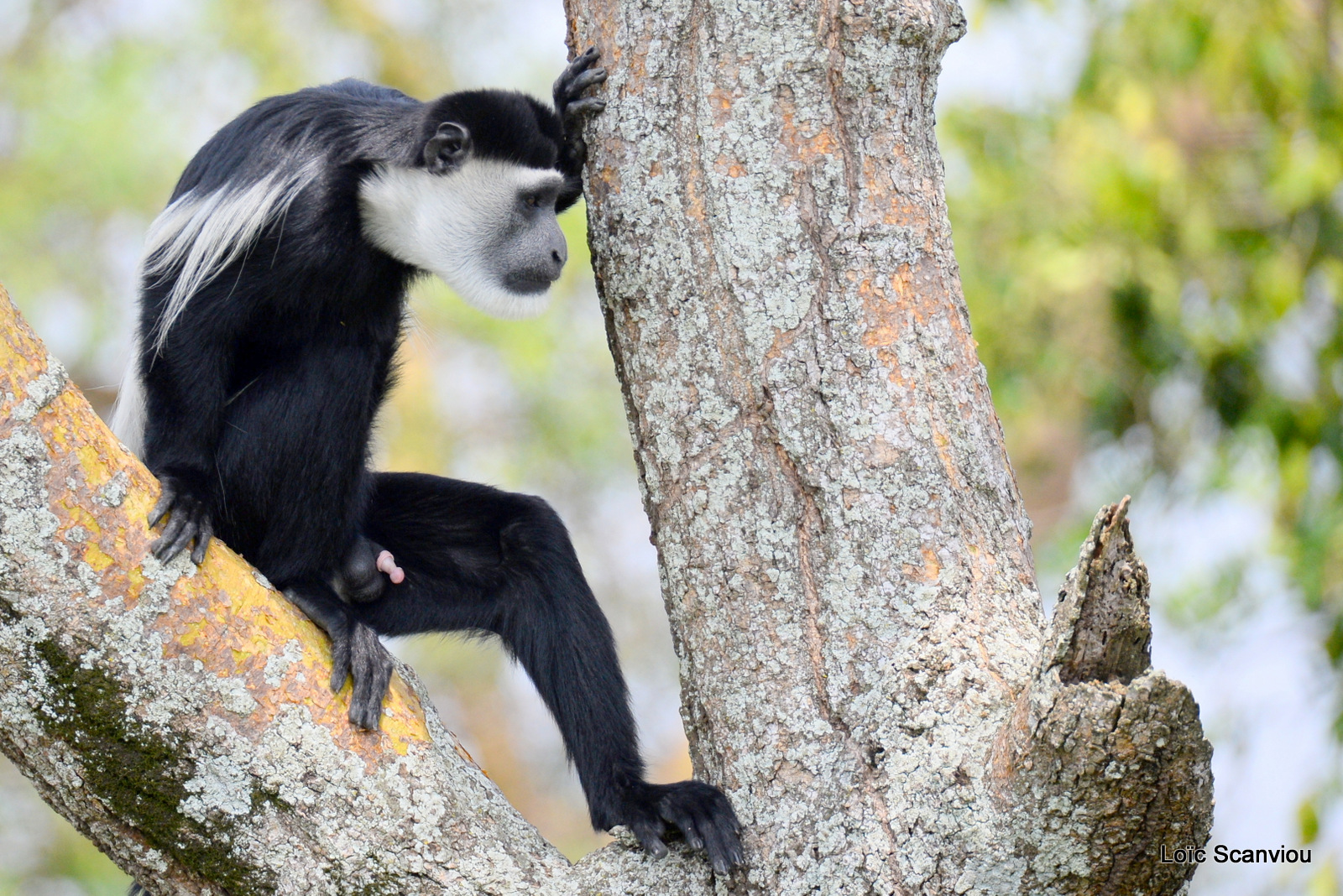 Colobe guéréza/Guereza Black and White Colobus (6)