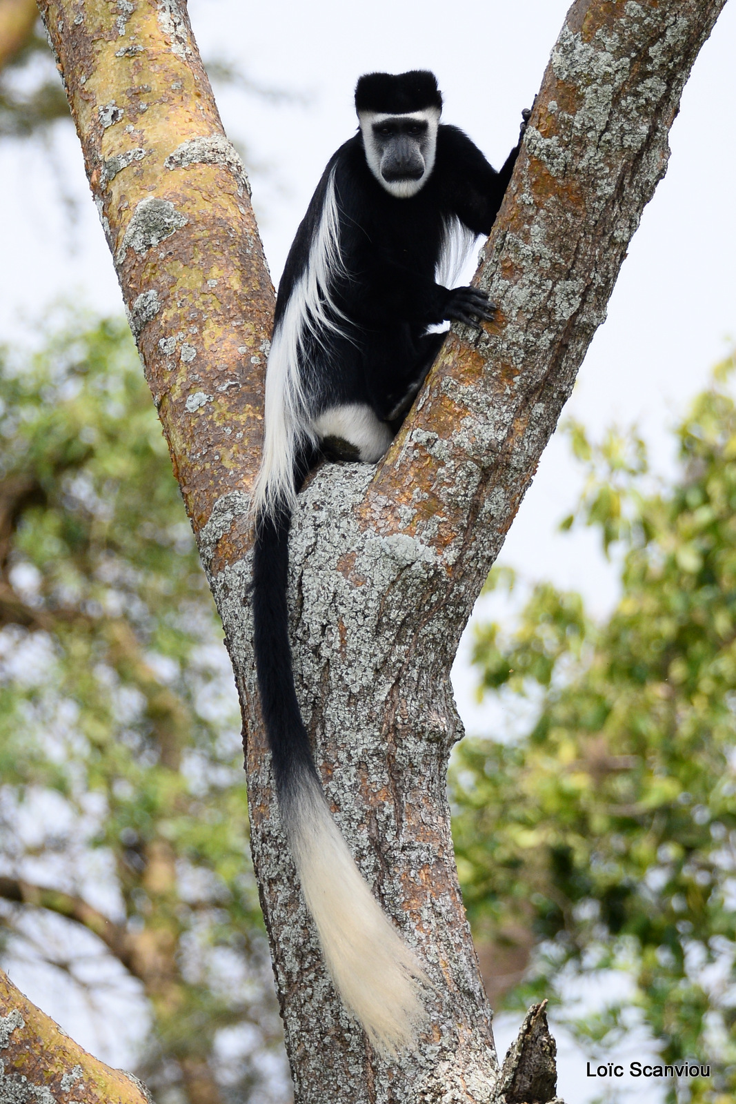 Colobe guéréza/Guereza Black and White Colobus (7)