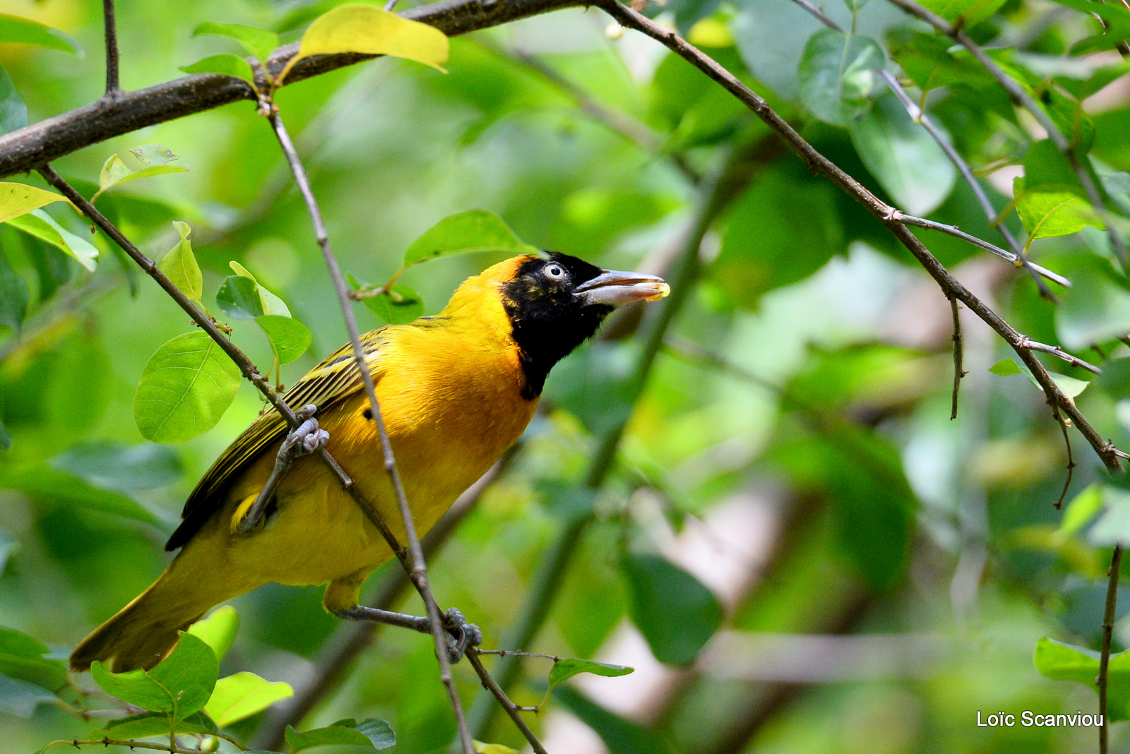 Tisserin intermédiaire/Lesser-masked Weaver (1)