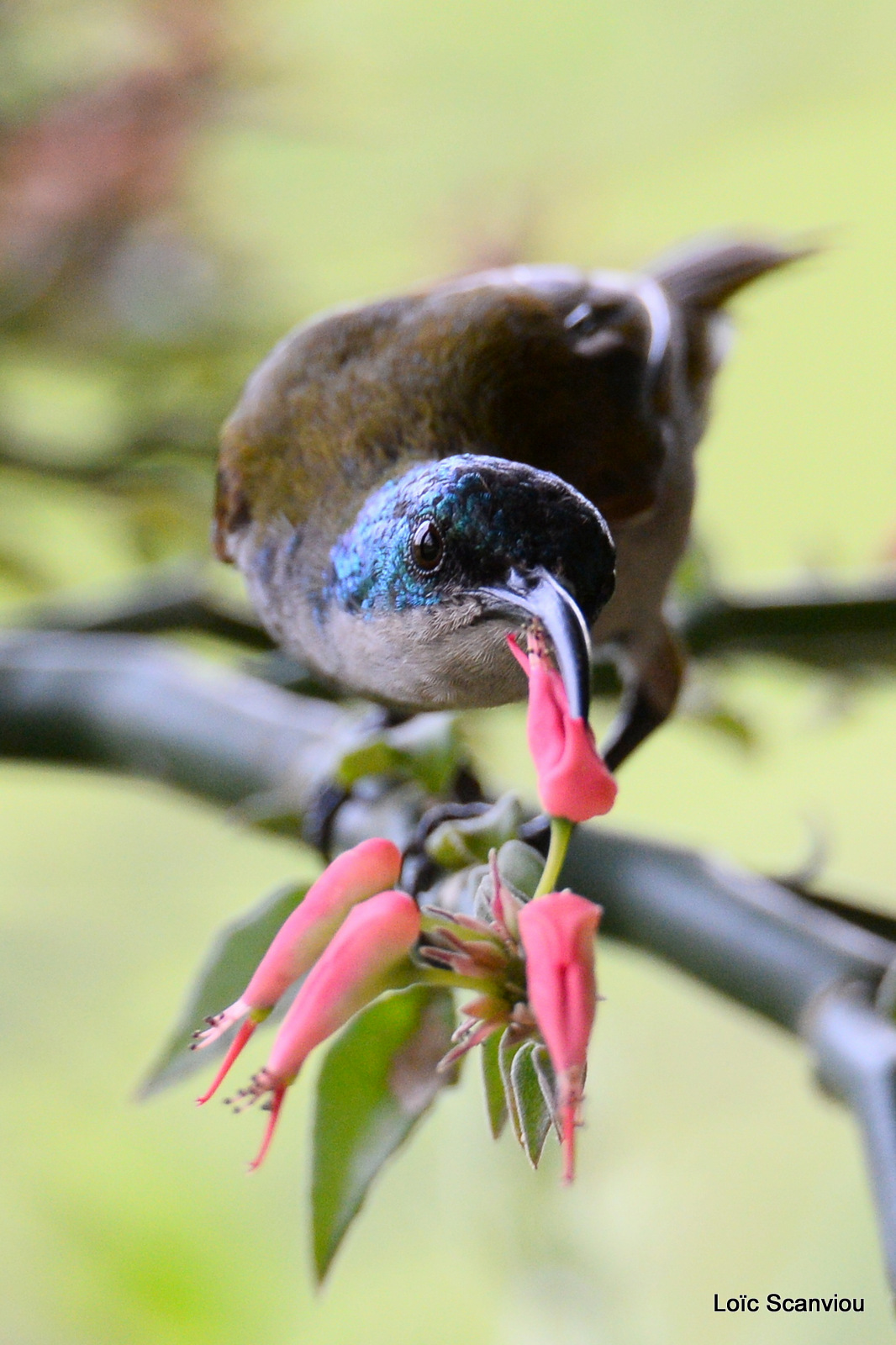 Souimanga à tête verte/Green-headed Sunbird (1)