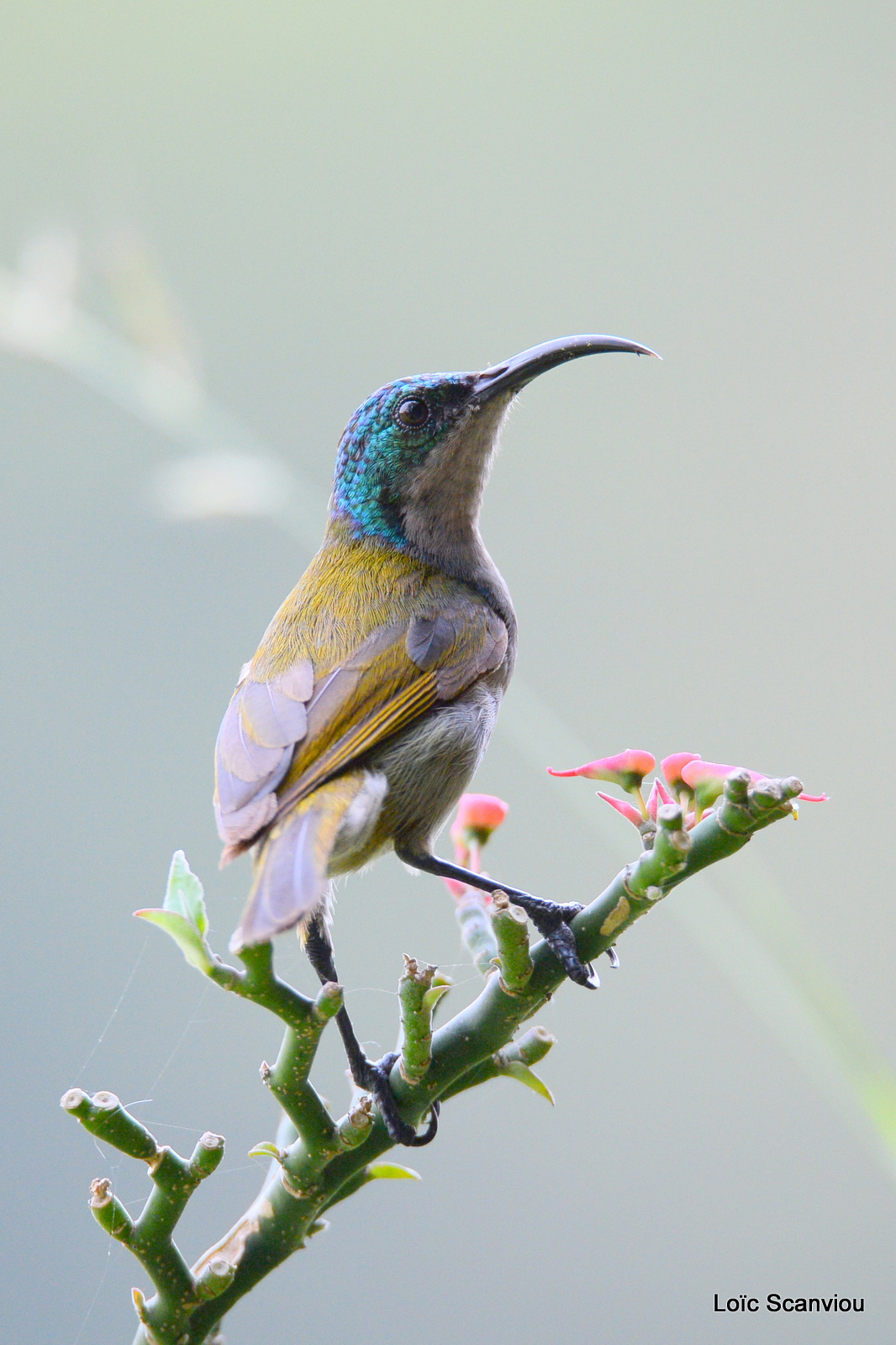 Souimanga à tête verte/Green-headed Sunbird (2)