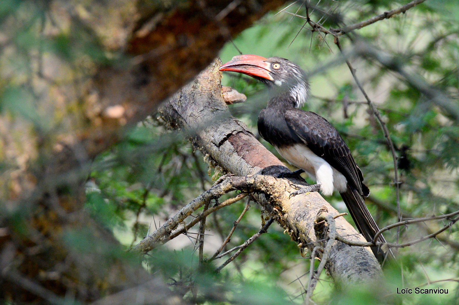 Calao couronné/Crowned Hornbill (1)