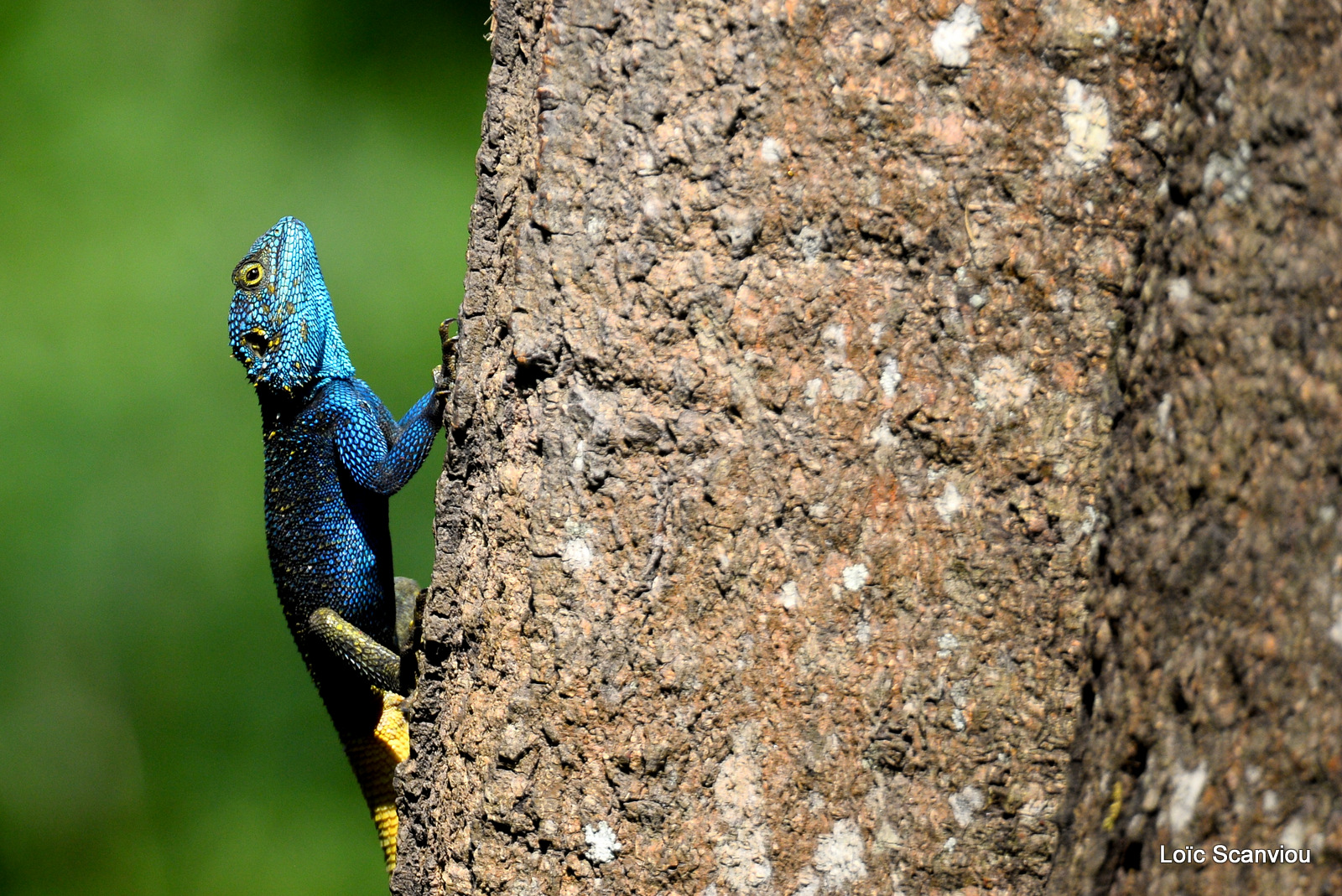 Agame/Agama lizard (1)