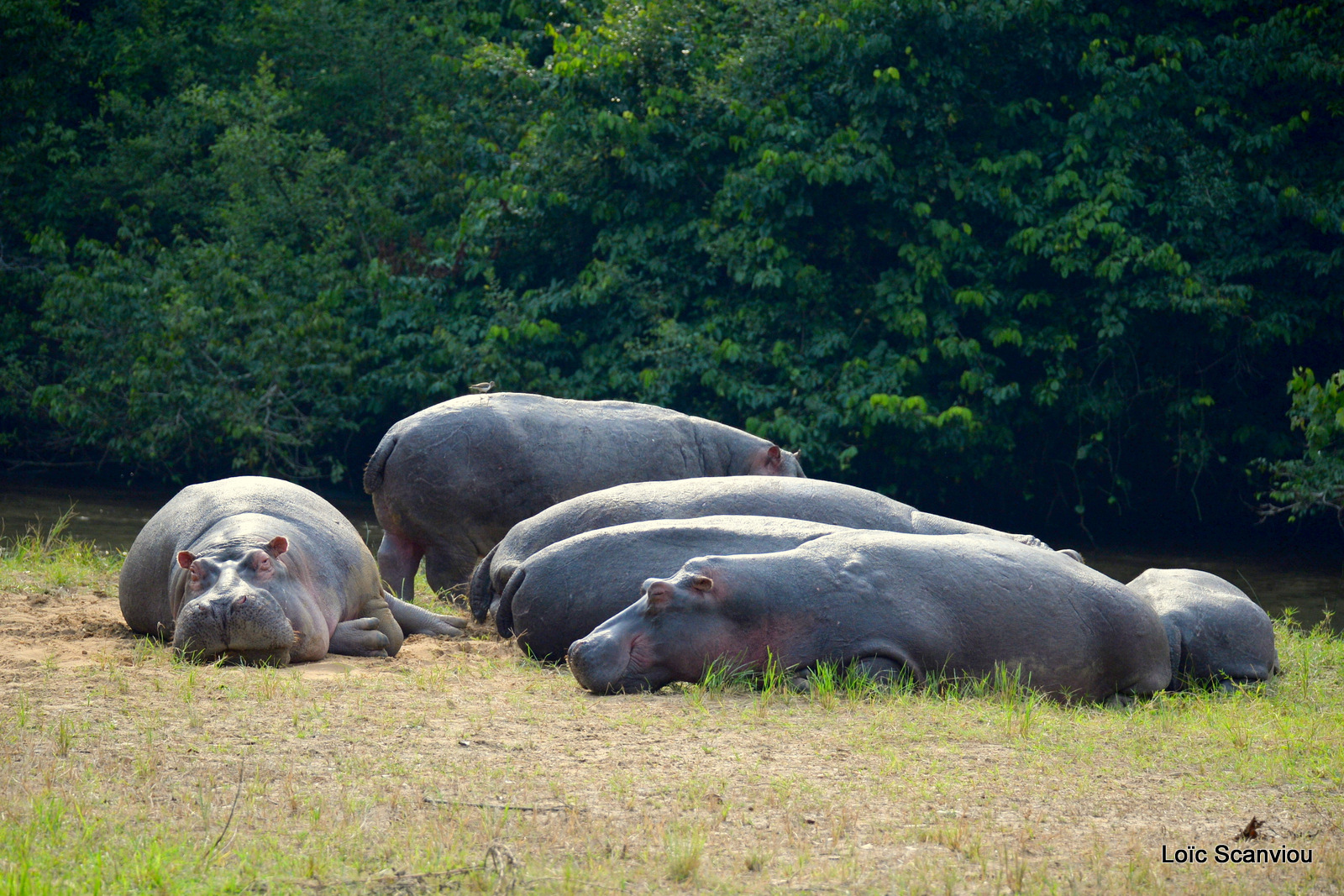 Hippopotame amphibie/Common Hippopotamus (1)