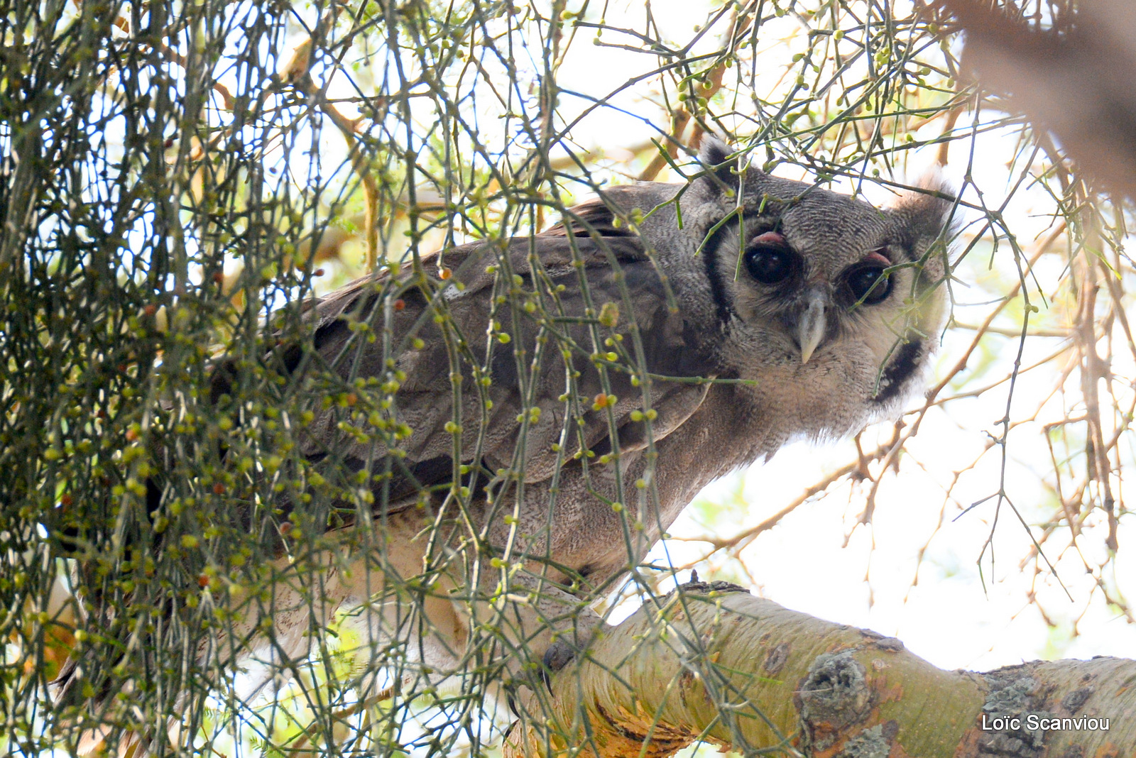 Grand-duc de Verreaux/Giant Eagle-Owl (1)