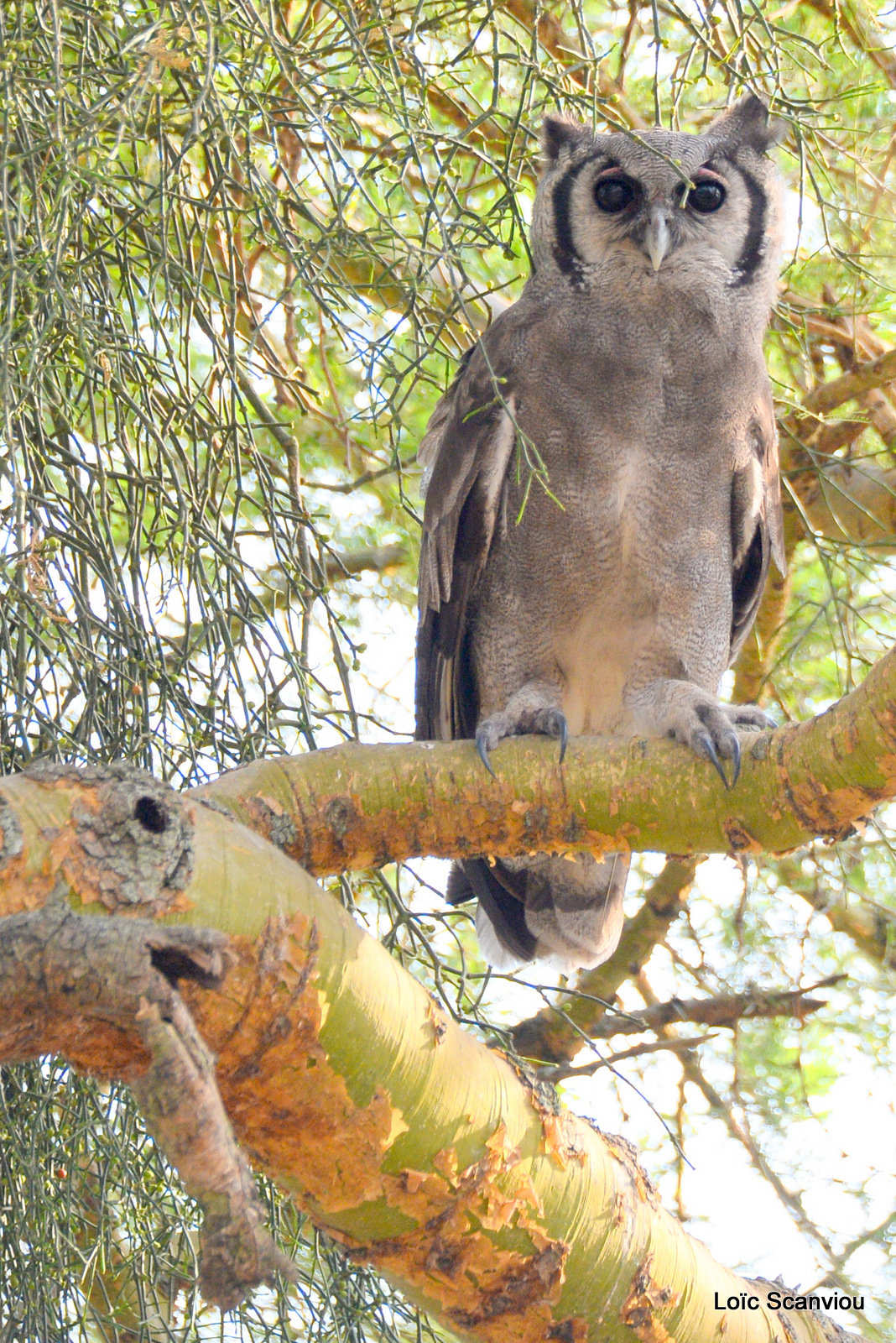 Grand-duc de Verreaux/Giant Eagle-Owl (2)