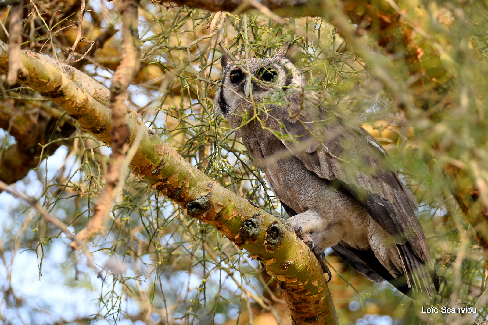 Grand-duc de Verreaux/Giant Eagle-Owl (3)