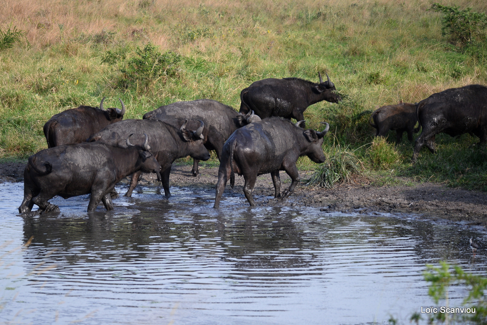 Buffle d'Afrique/Cape Buffalo (1)