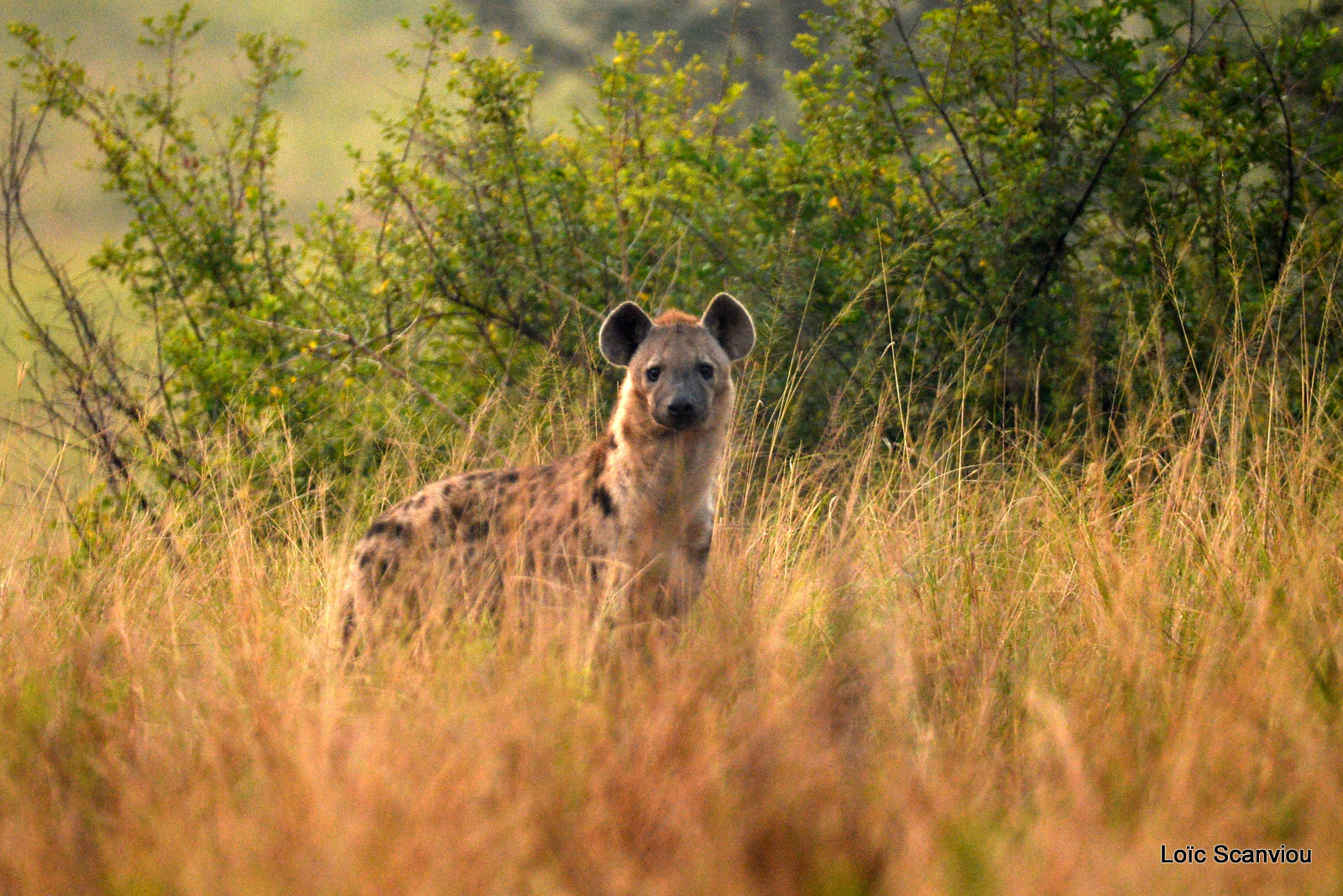 Hyène tachetée/Spotted Hyena (1)