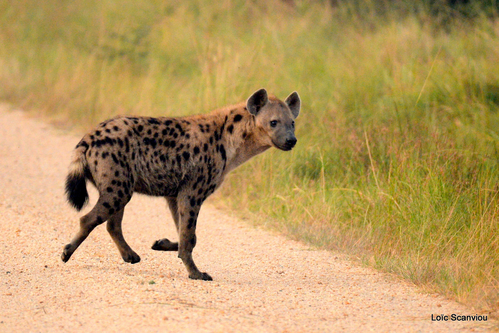 Hyène tachetée/Spotted Hyena (2)