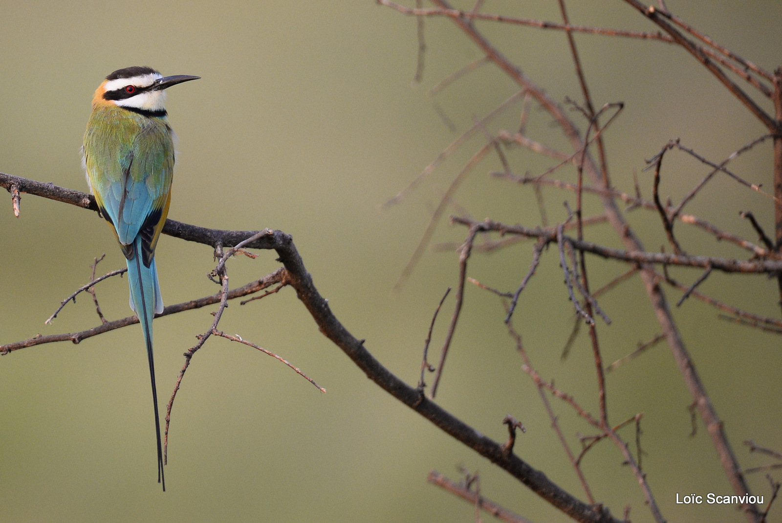 Guêpier à gorge blanche/White-throated Bee-eater (2)