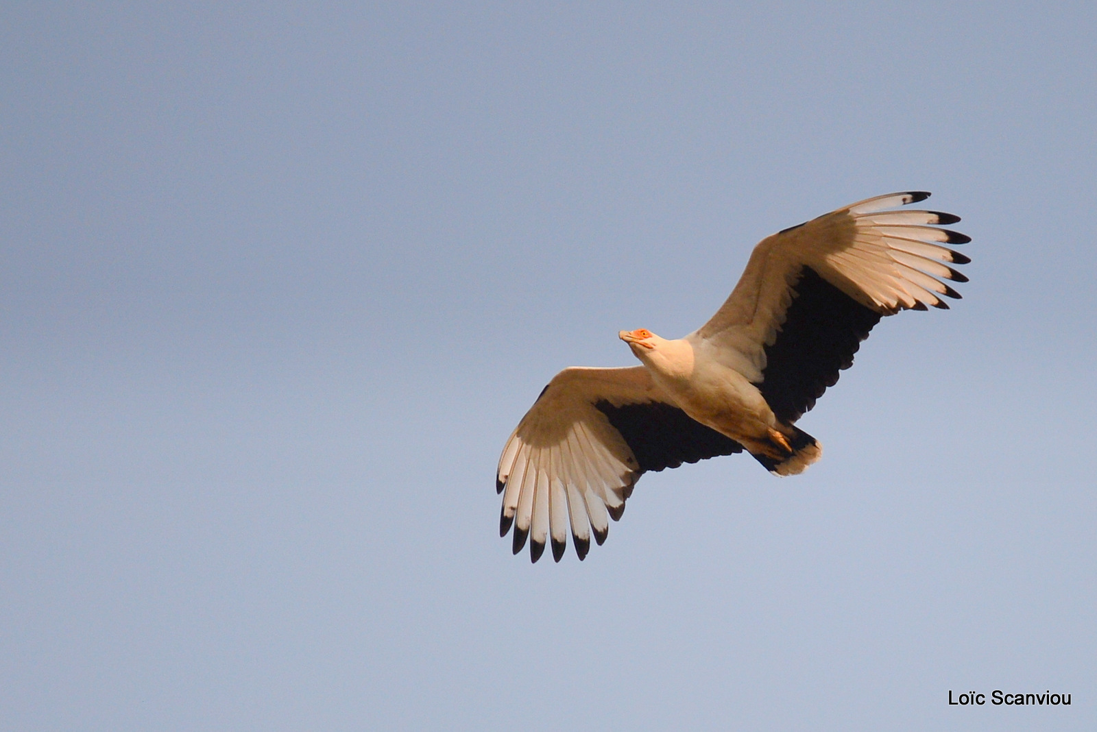 Palmiste africain/Palm-nut Vulture (1)