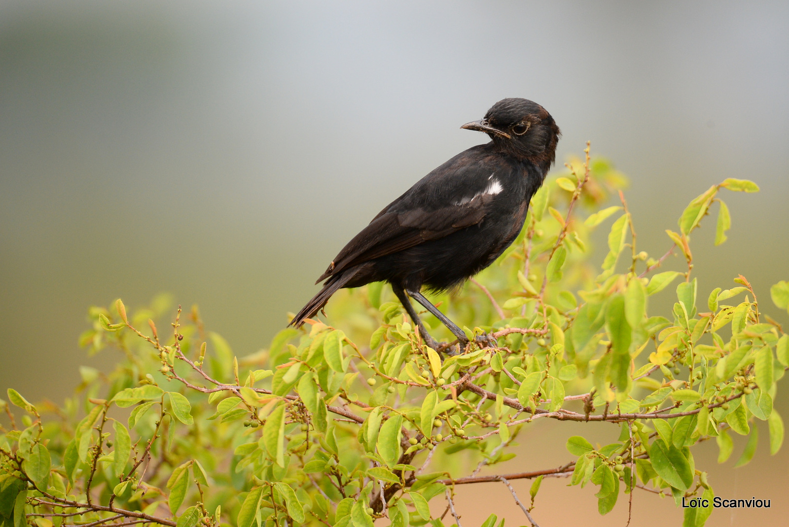 Traquet commandeur/Sooty Chat (1)