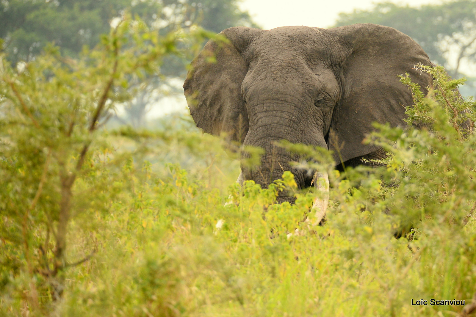 Éléphant de savane d'Afrique/Savanna Elephant (2)