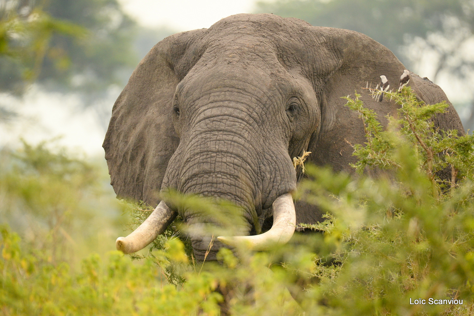 Éléphant de savane d'Afrique/Savanna Elephant (3)