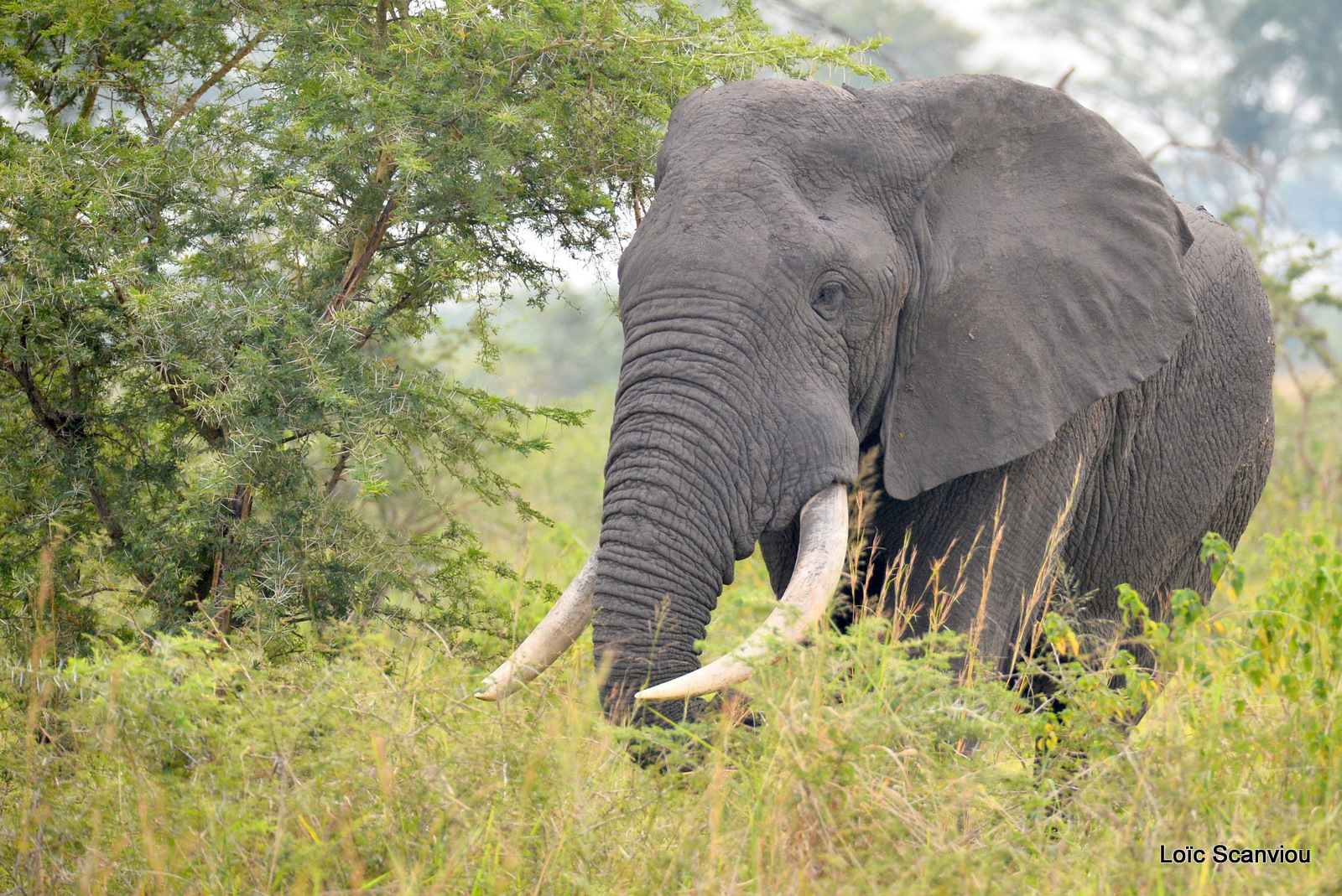 Éléphant de savane d'Afrique/Savanna Elephant (4)