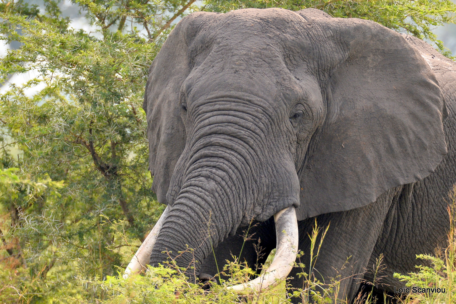 Éléphant de savane d'Afrique/Savanna Elephant (5)