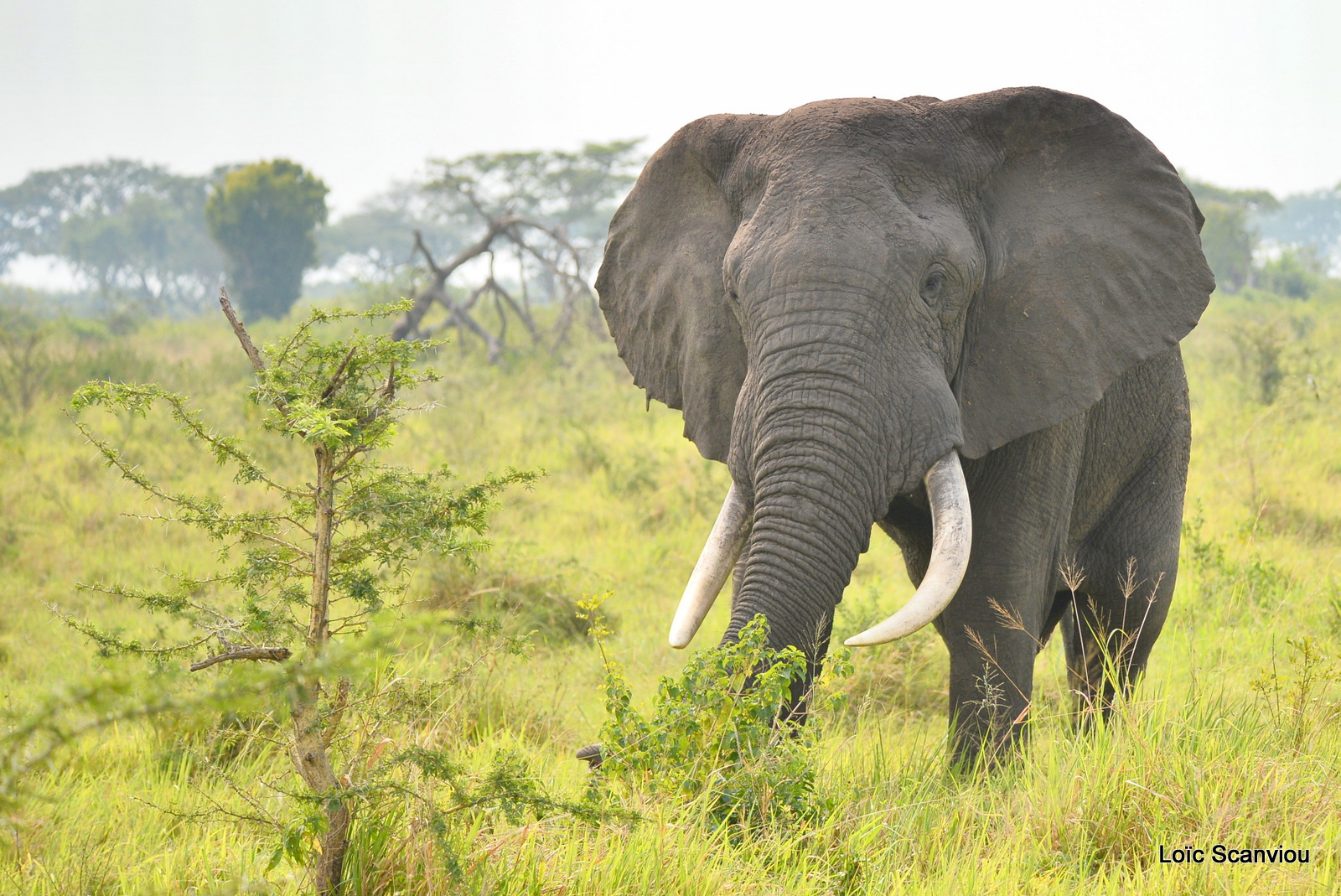 Éléphant de savane d'Afrique/Savanna Elephant (6)