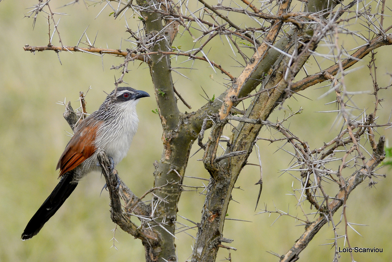 Coucal à sourcils blancs/White-browed Coucal (1)