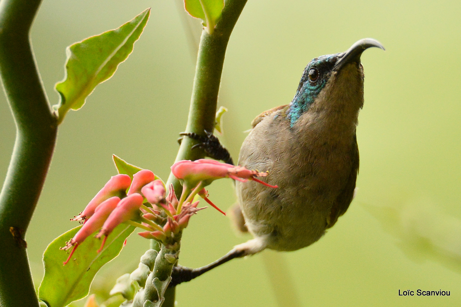 Souimanga à tête verte/Green-headed Sunbird (3)