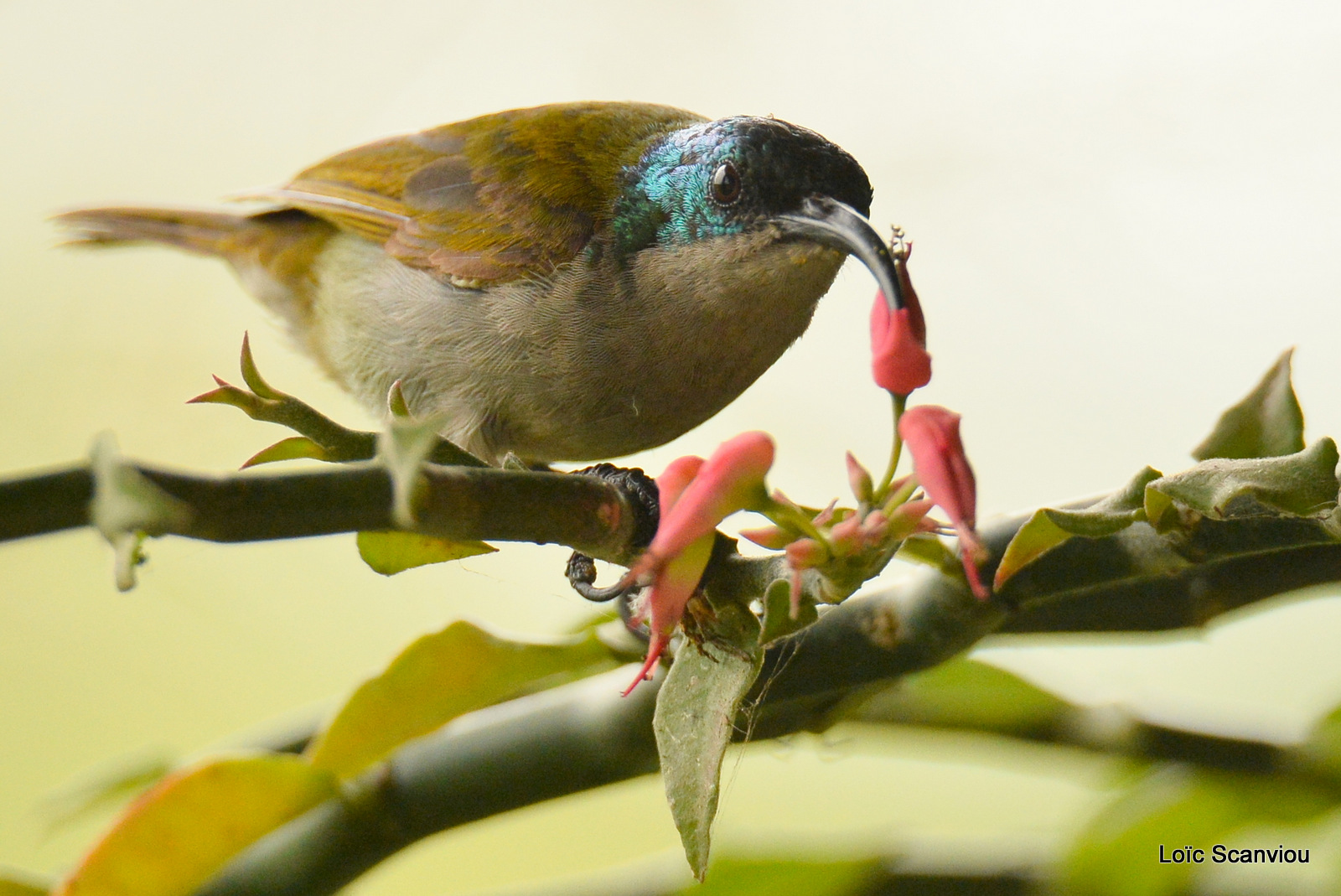 Souimanga à tête verte/Green-headed Sunbird (4)