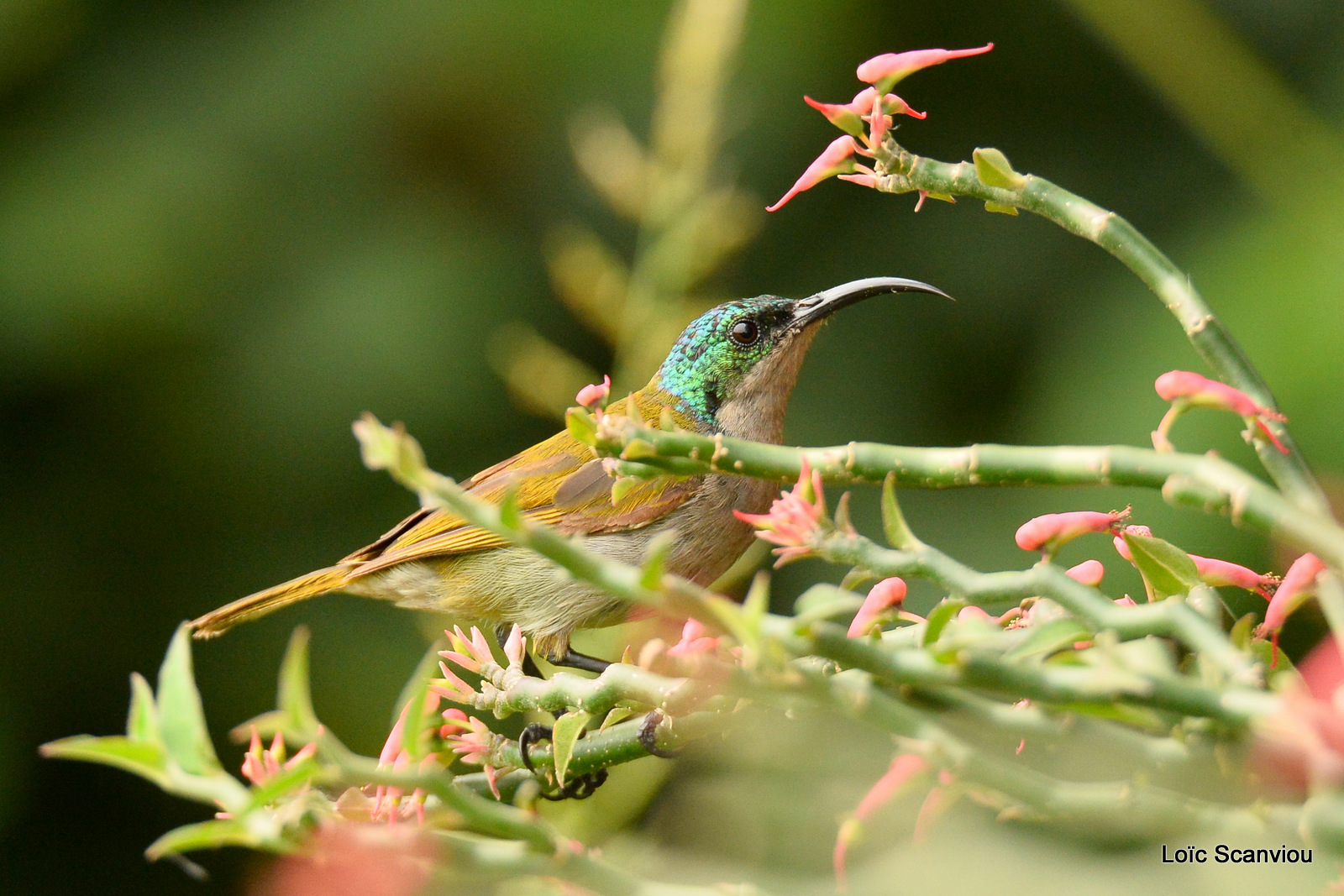 Souimanga à tête verte/Green-headed Sunbird (5)