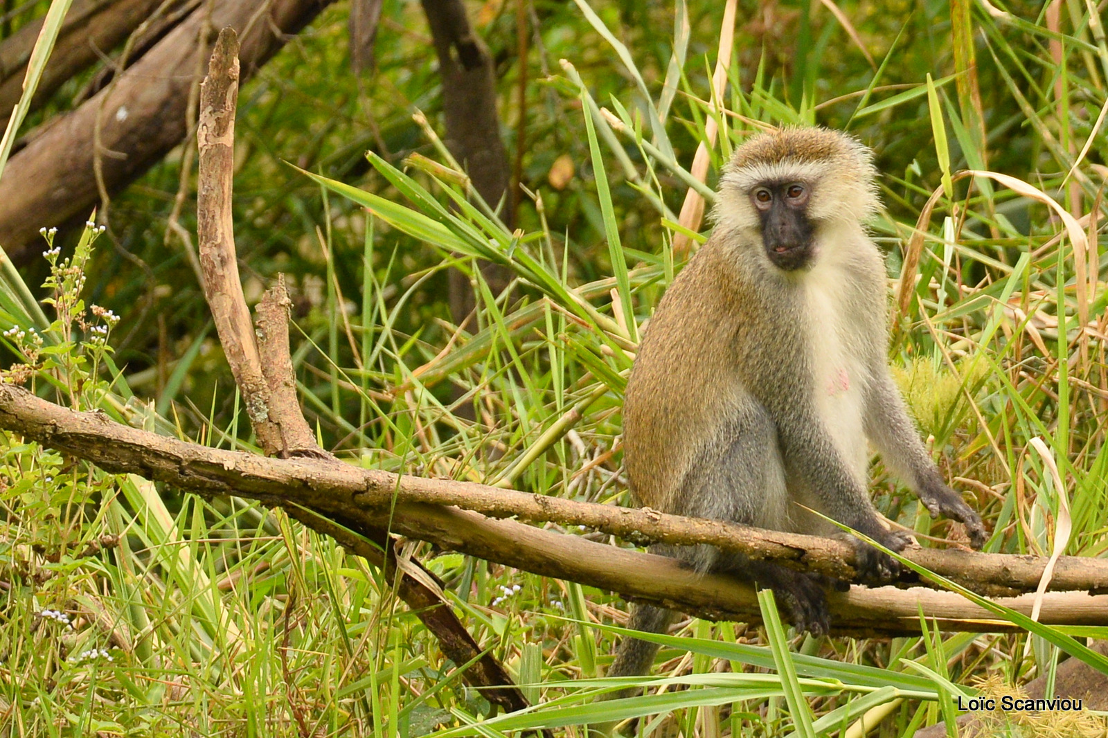 Grivet/Vervet Monkey (1)