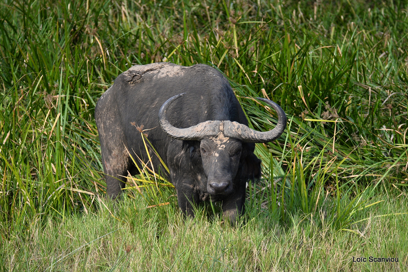 Buffle d'Afrique/Cape Buffalo (2)