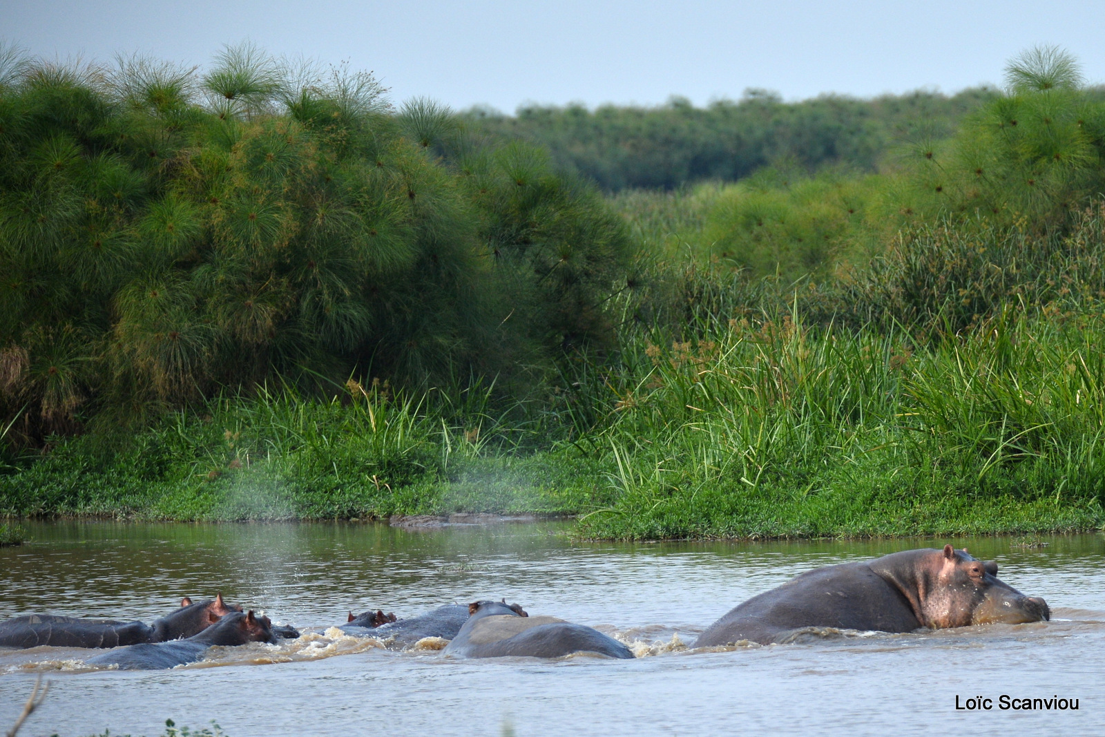 Hippopotame amphibie/Common Hippopotamus (2)