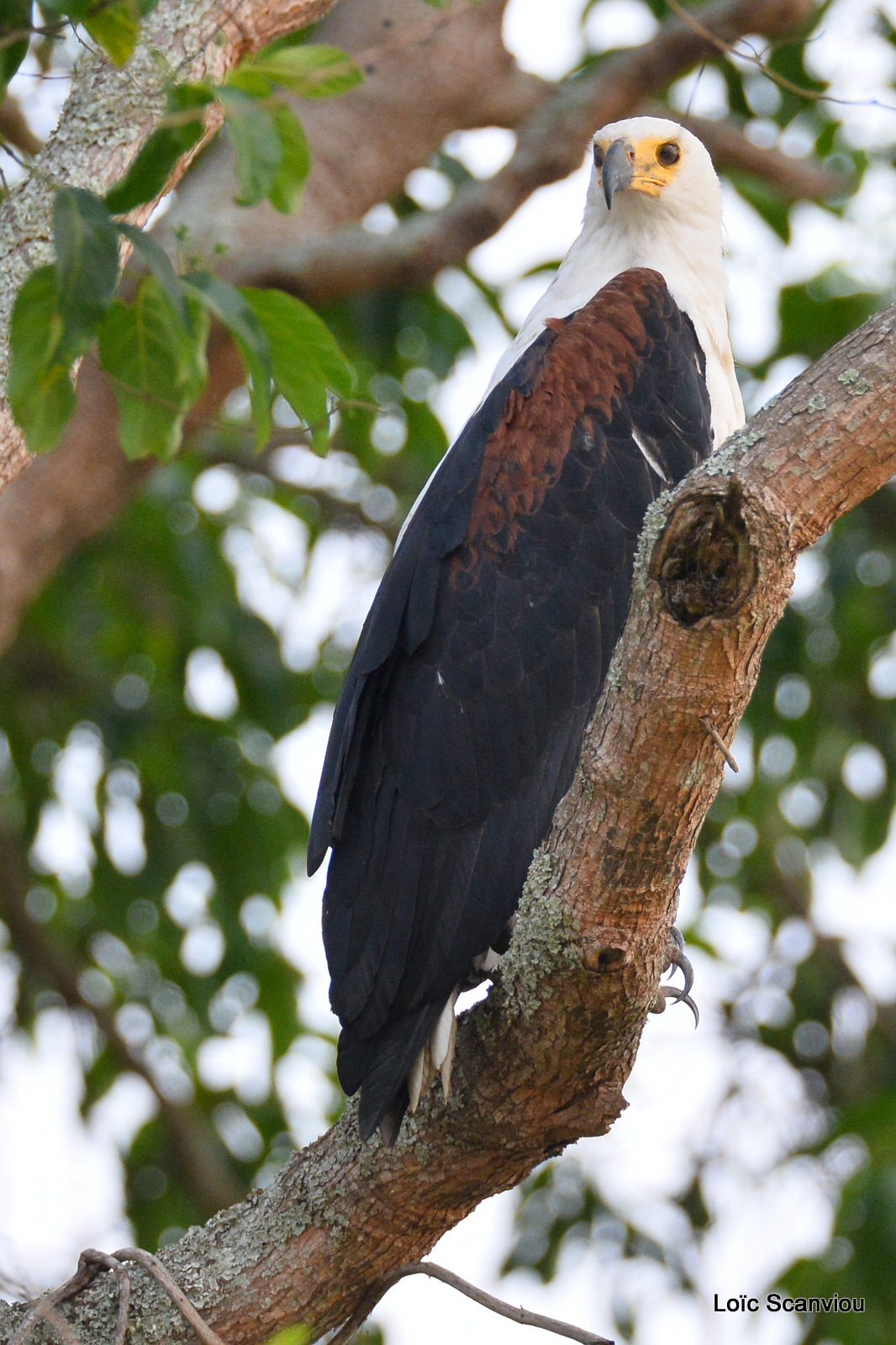 Aigle vocifère/African Fish Eagle (1)