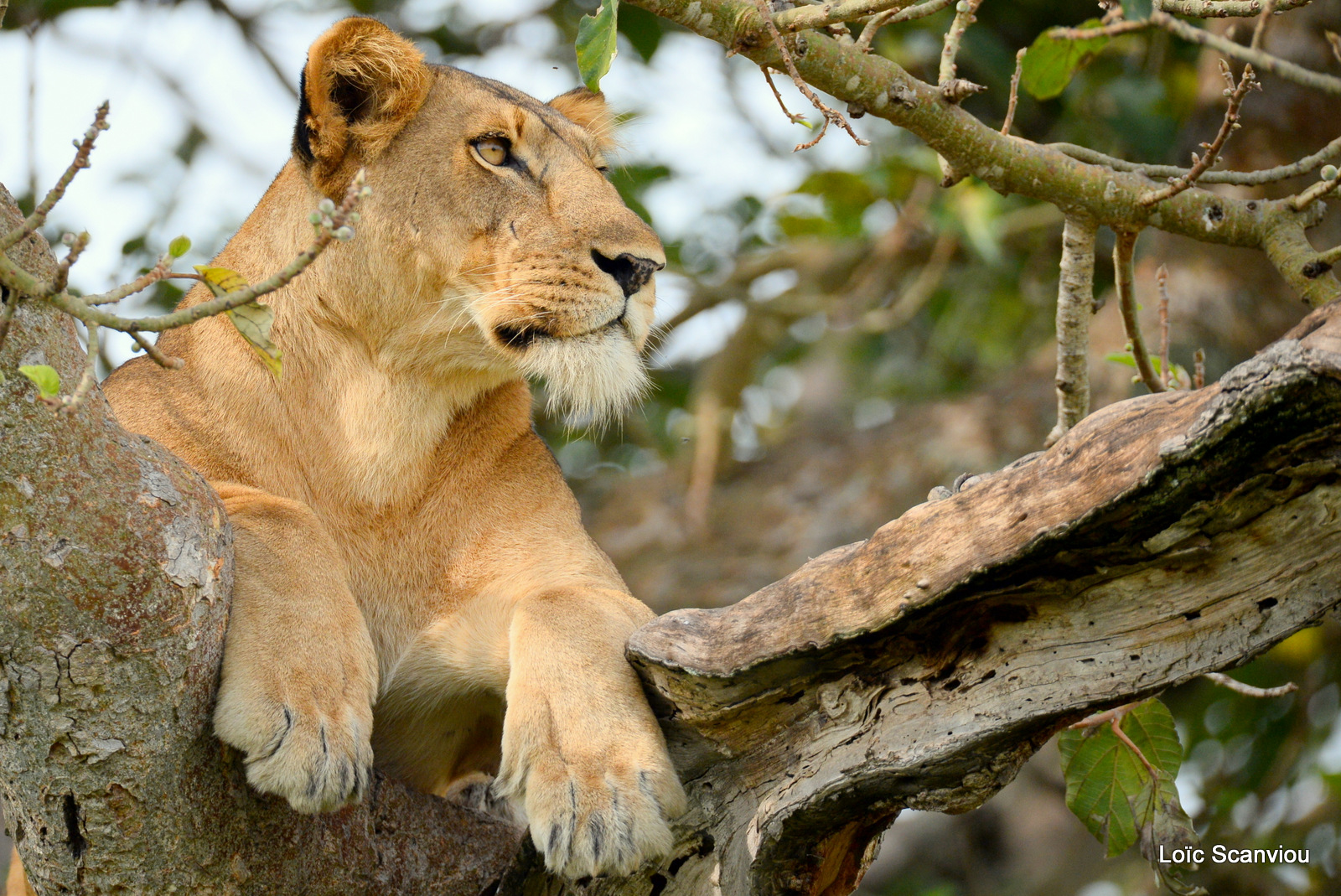 Lion dans un arbre/Lion on a tree (8)