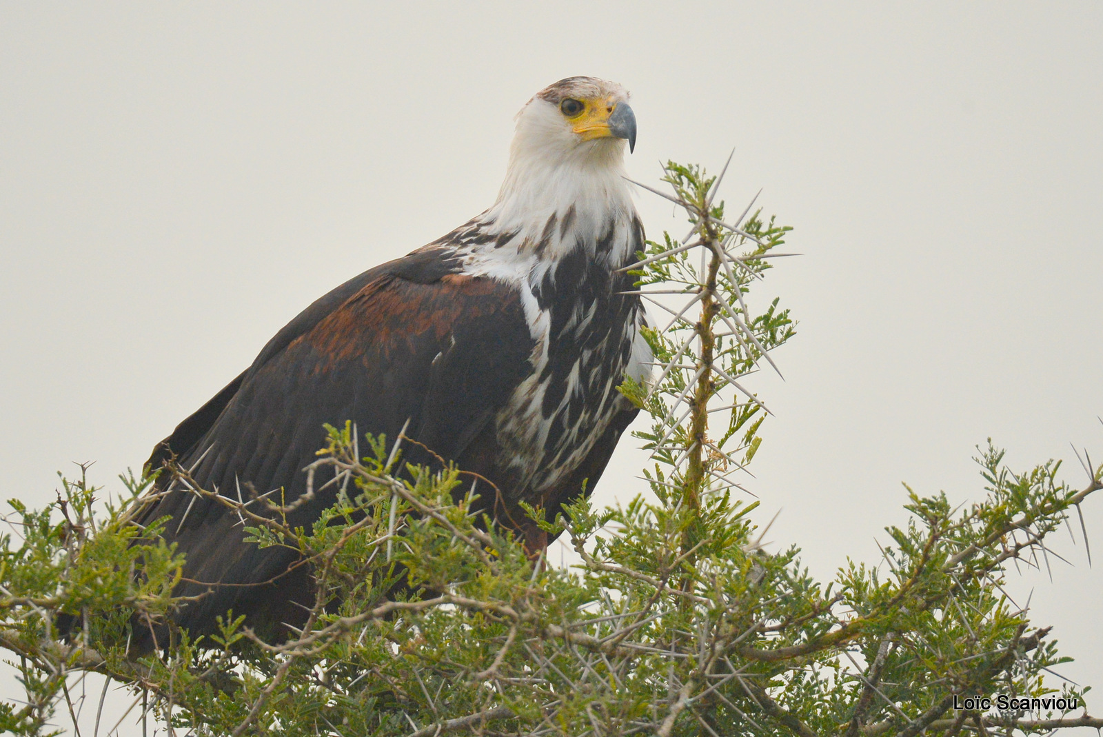 Aigle vocifère/African Fish Eagle (2)