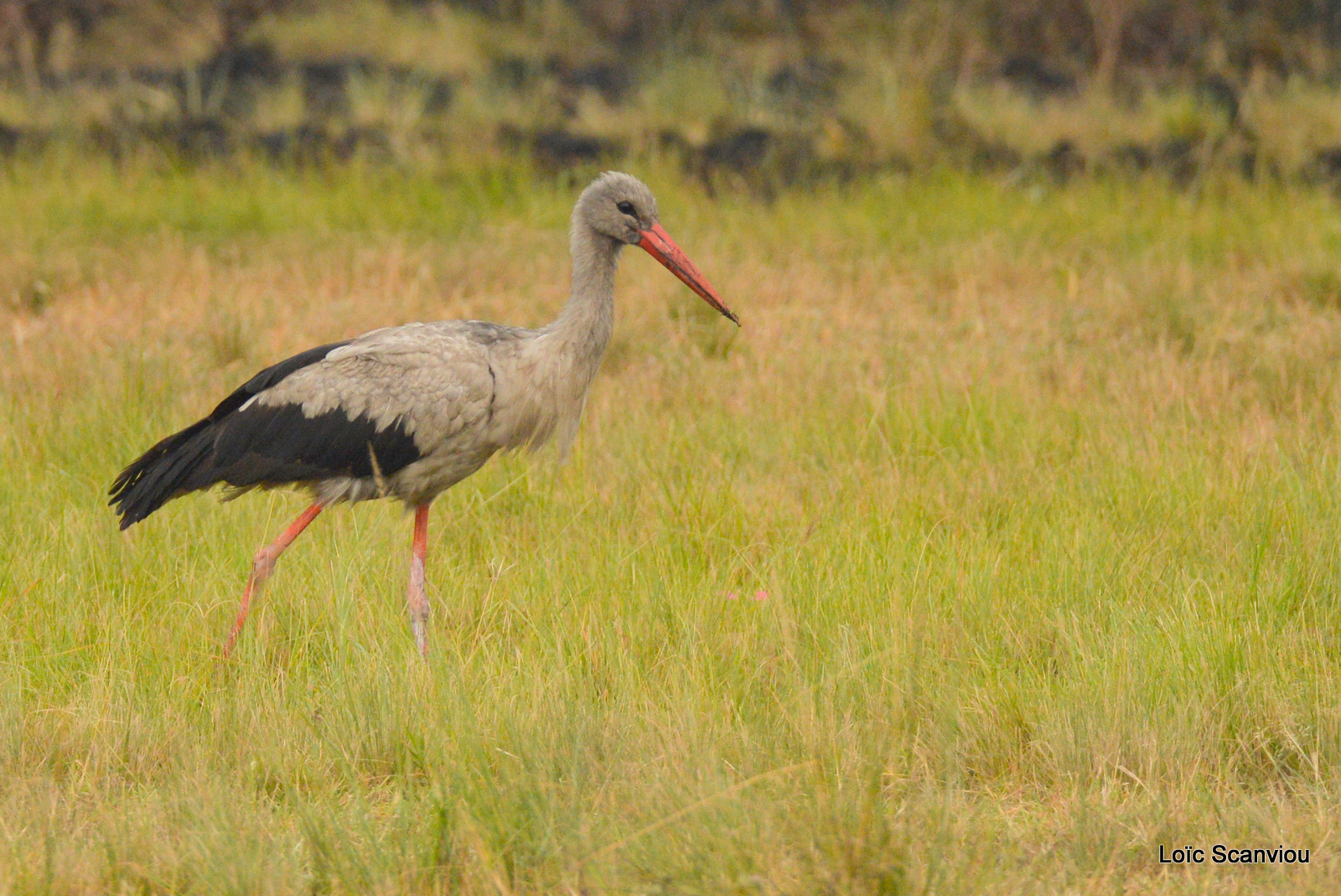 Cigogne blanche/White Stork (1)