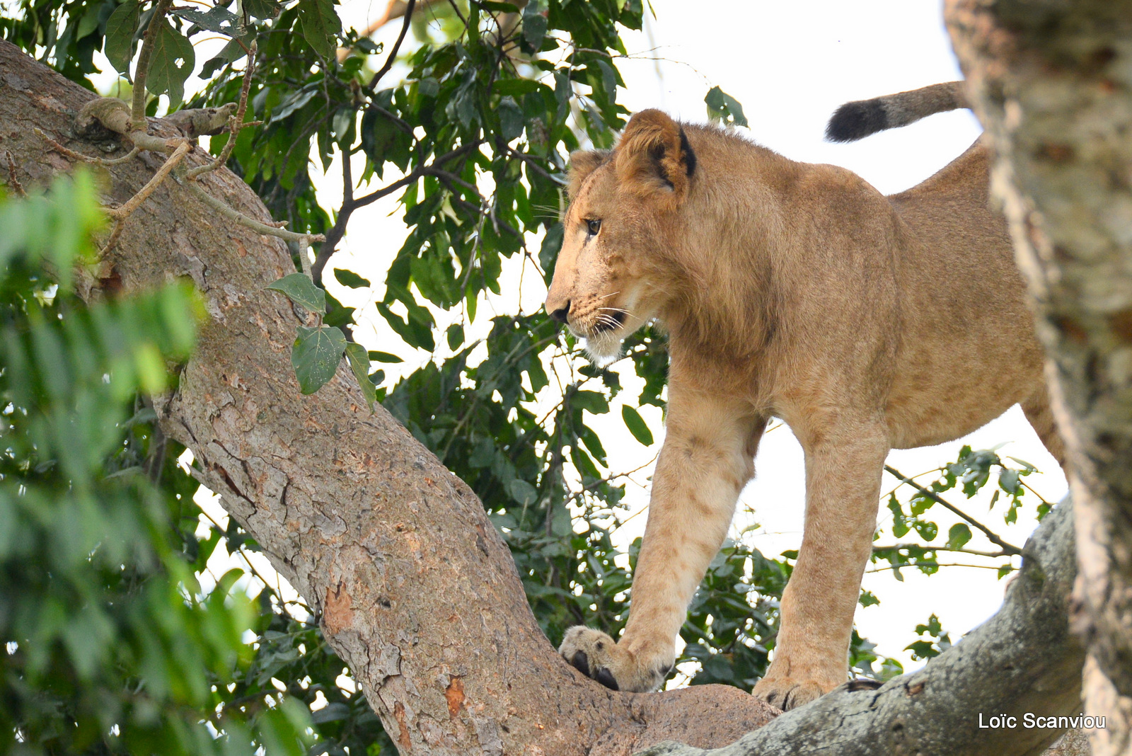 Lion dans un arbre/Lion on a tree (9)