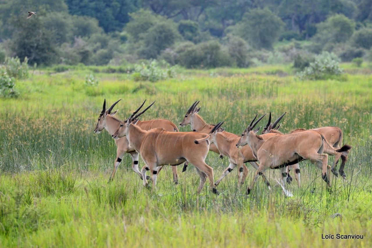 Eland du Cap/Cape Eland (2)