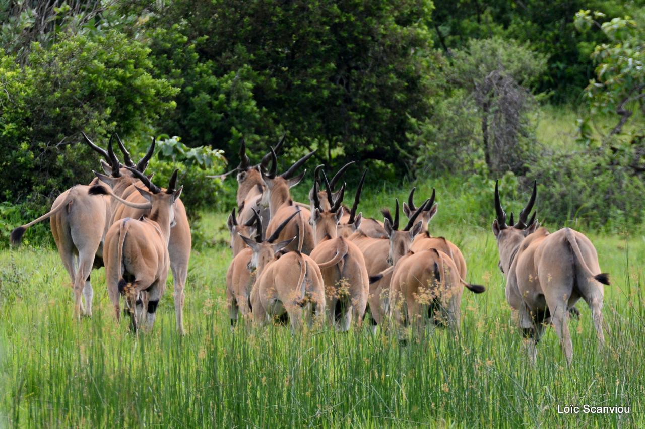 Eland du Cap/Cape Eland (4)