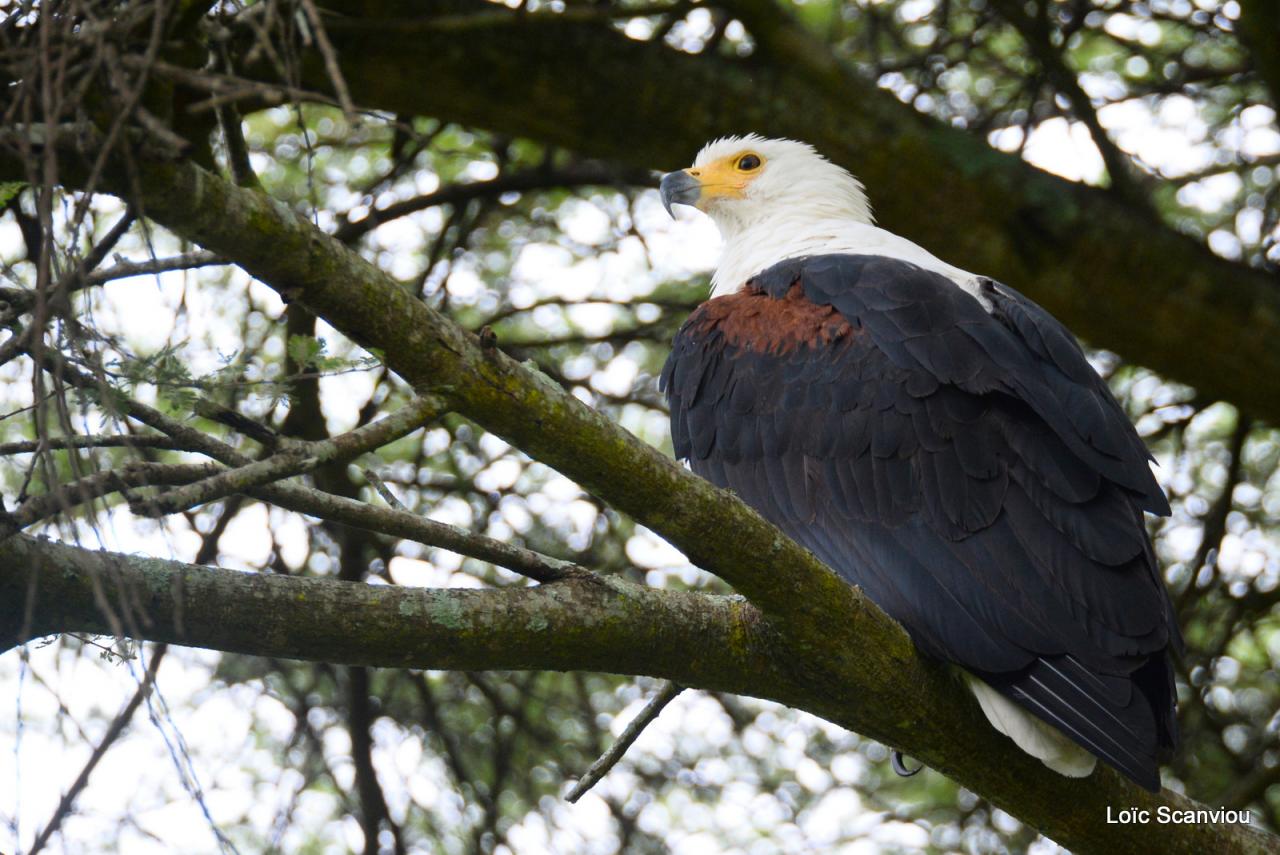 Aigle vocifère/African Fish Eagle (2)