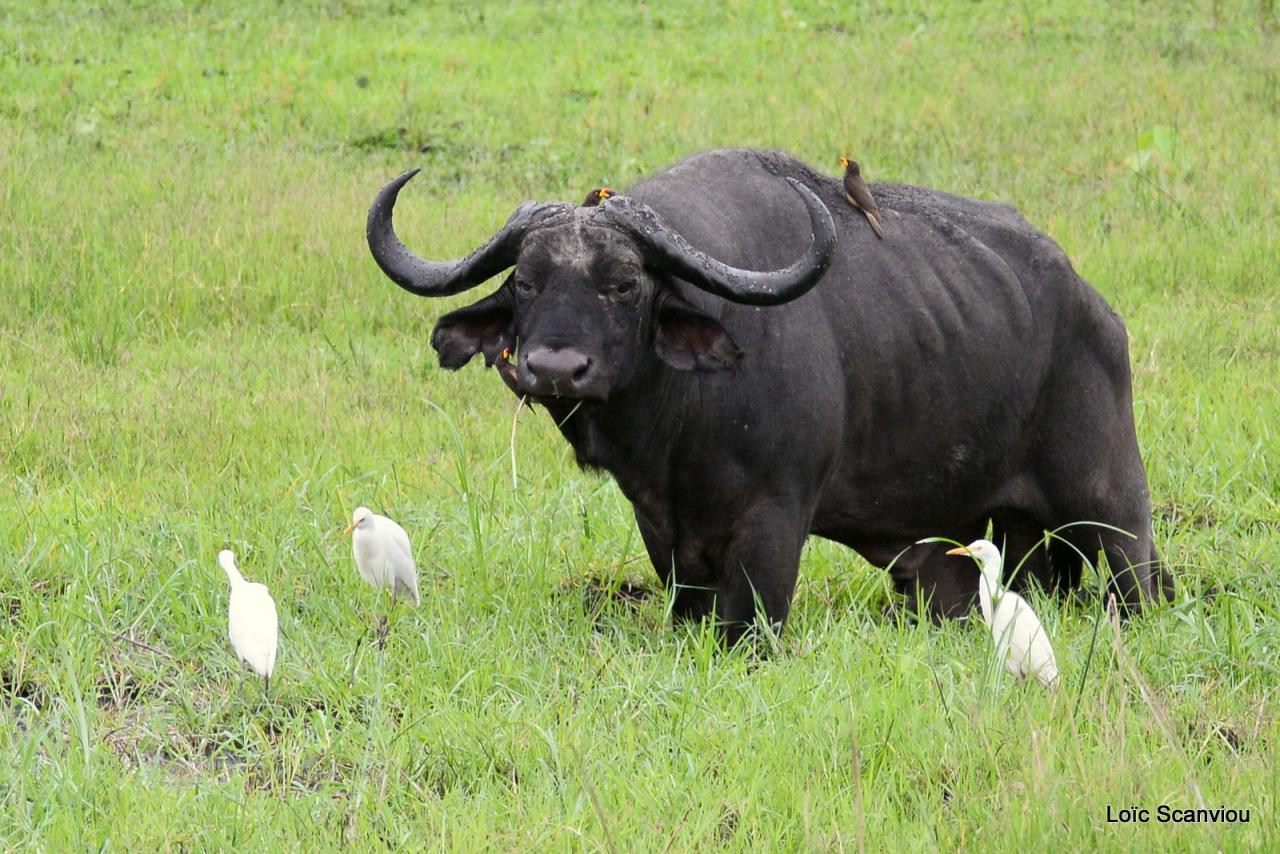 Buffle du Cap/Cape Buffalo (11)