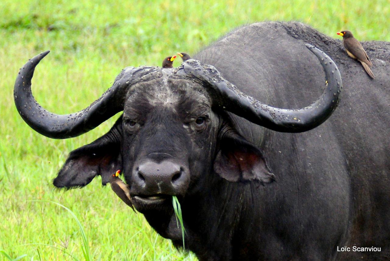 Buffle du Cap/Cape Buffalo (12)