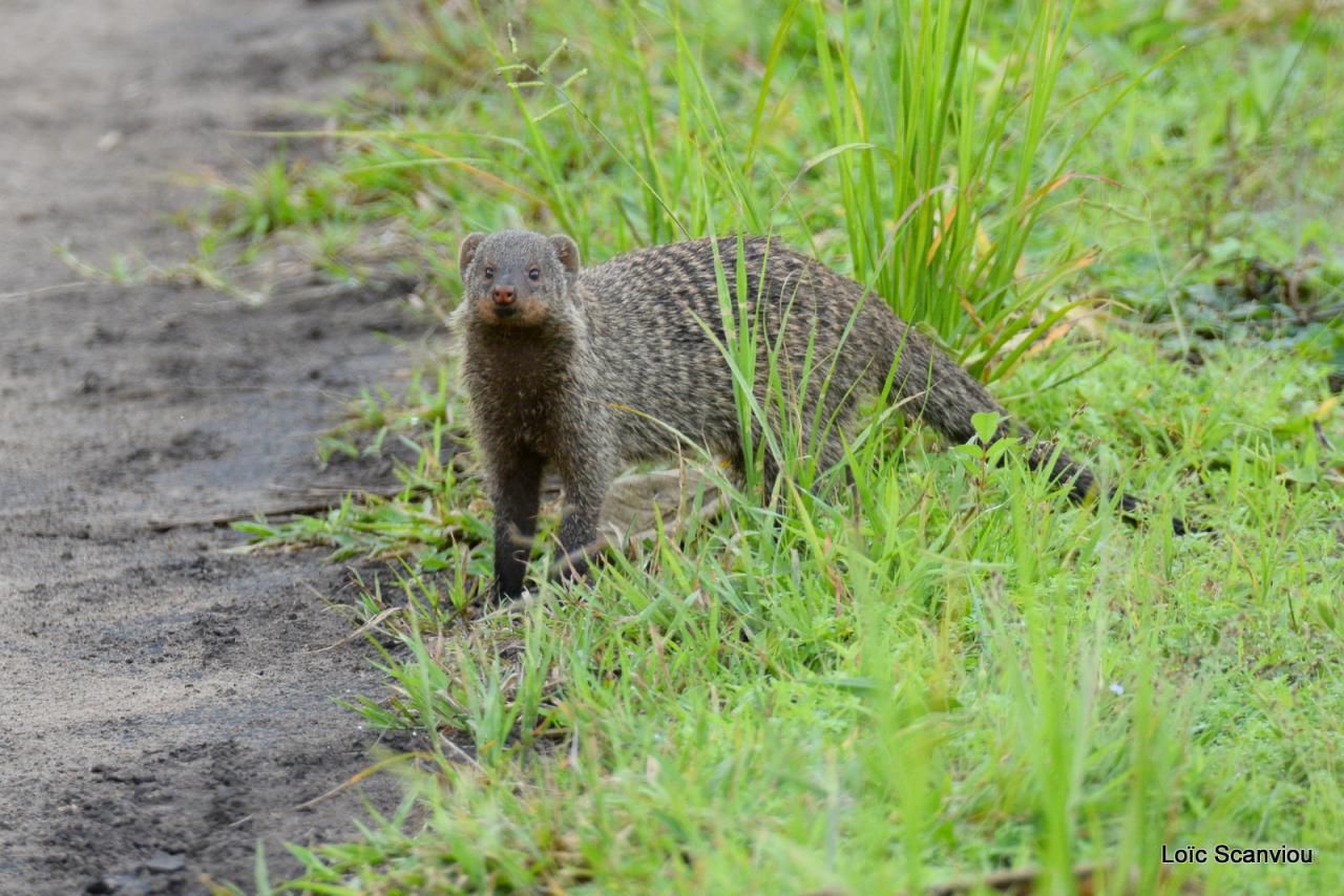 Mangouste/Mongoose (2)