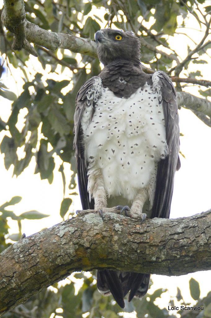 Aigle martial/Martial Eagle (3)