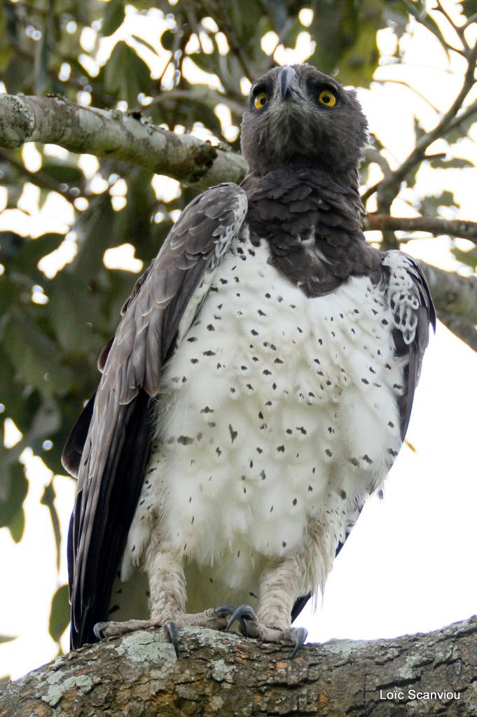 Aigle martial/Martial Eagle (4)