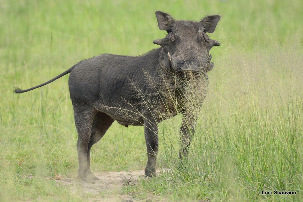 Phacochère/Warthog (1)