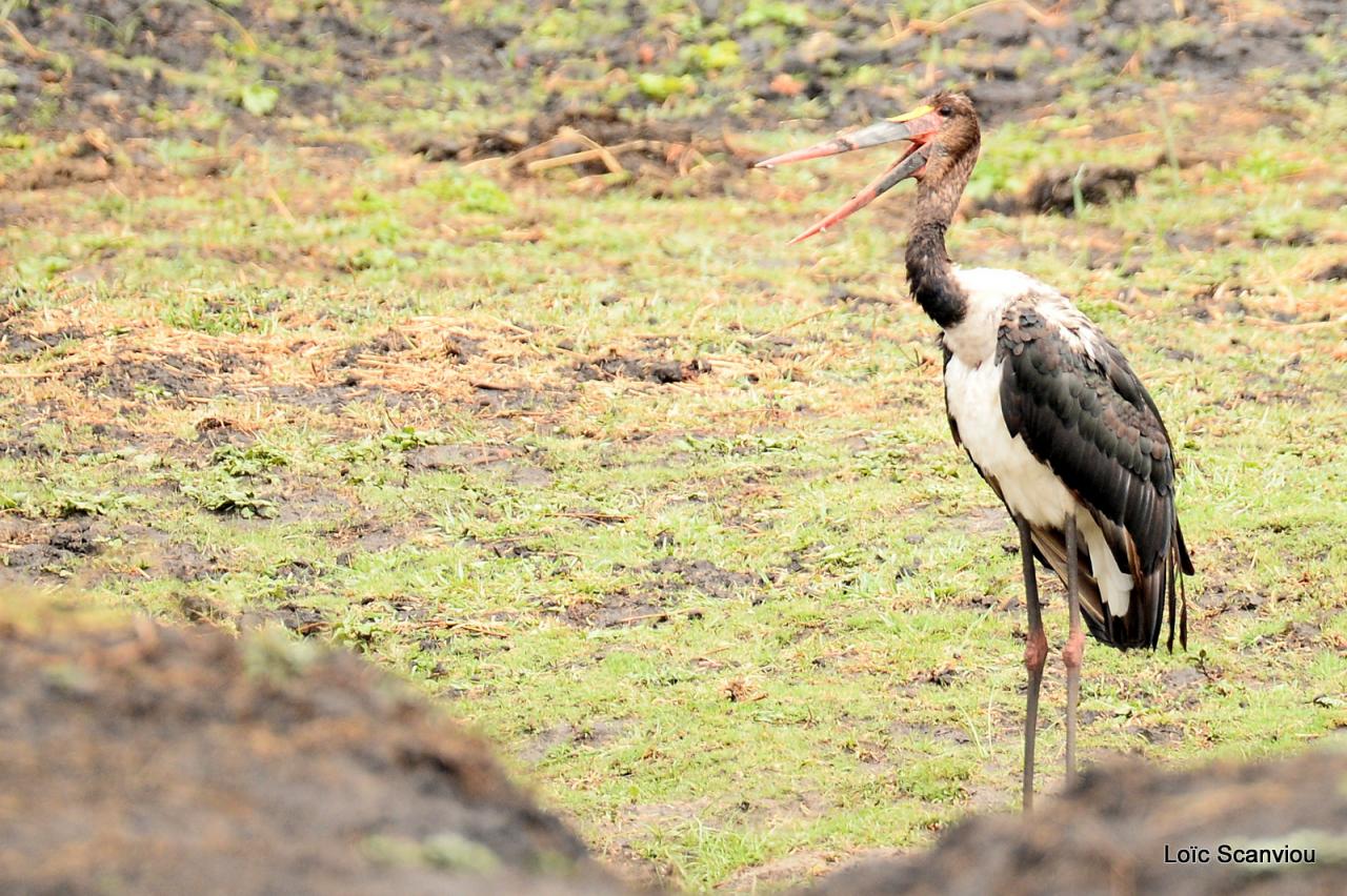 Jabiru d'Afrique/Saddle-billed Stork (1)