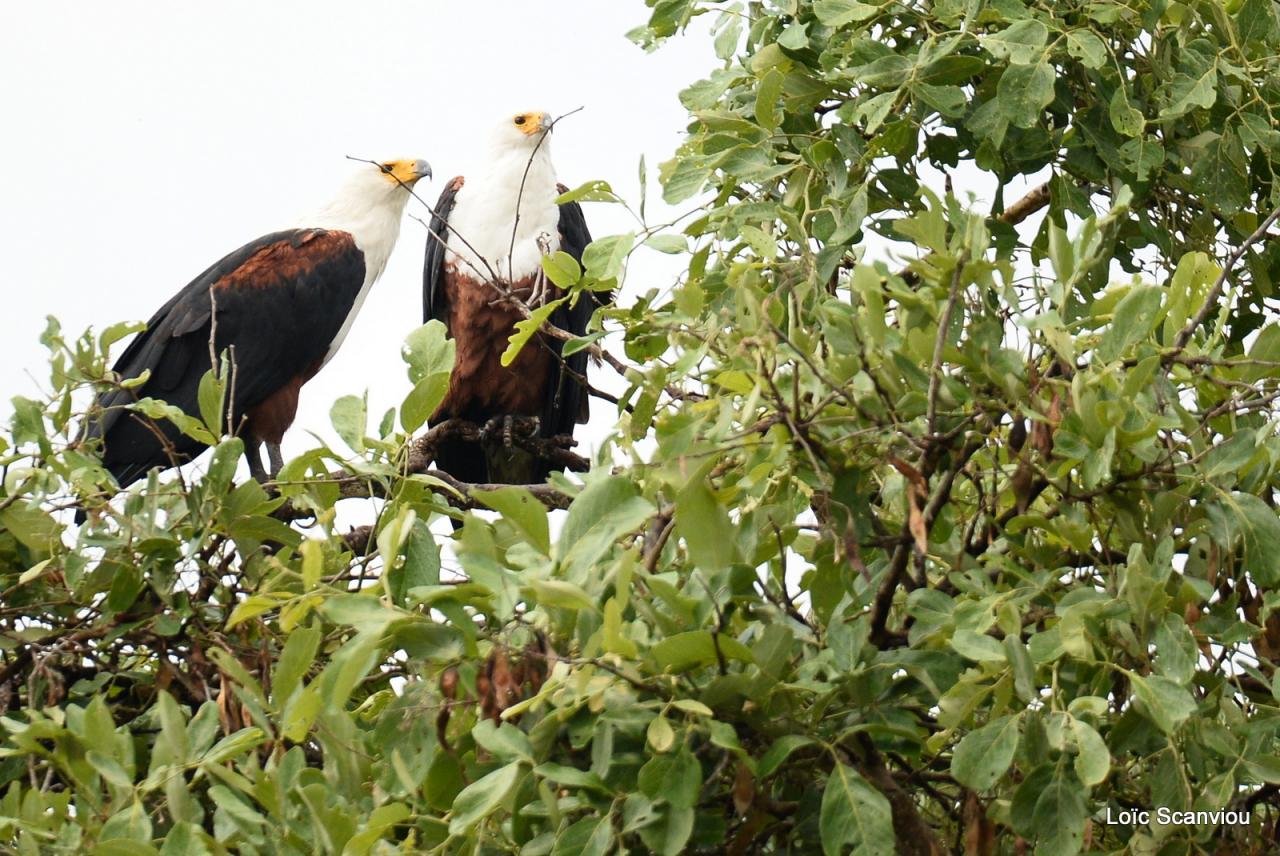 Aigle vocifère/African Fish Eagle (1)