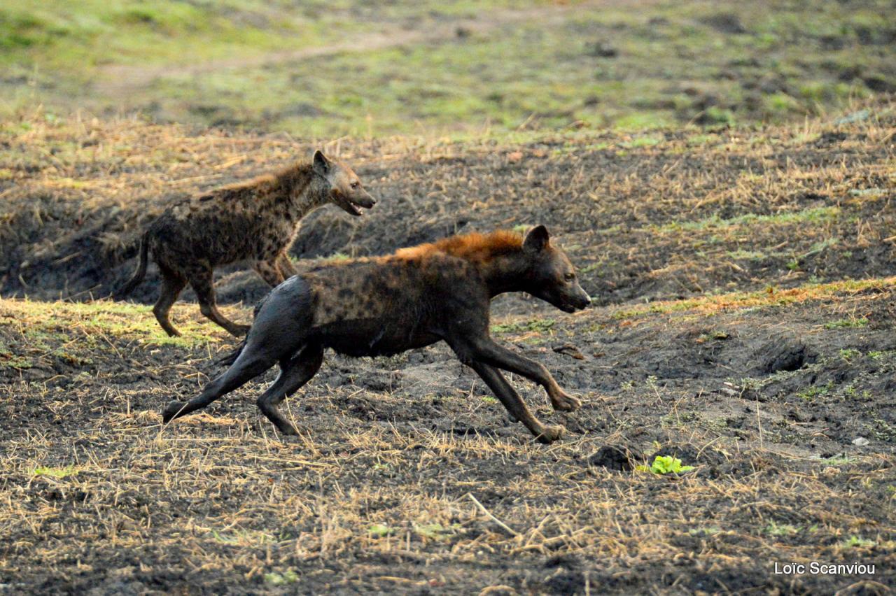 Hyène tachetée/Spotted Hyena (2)