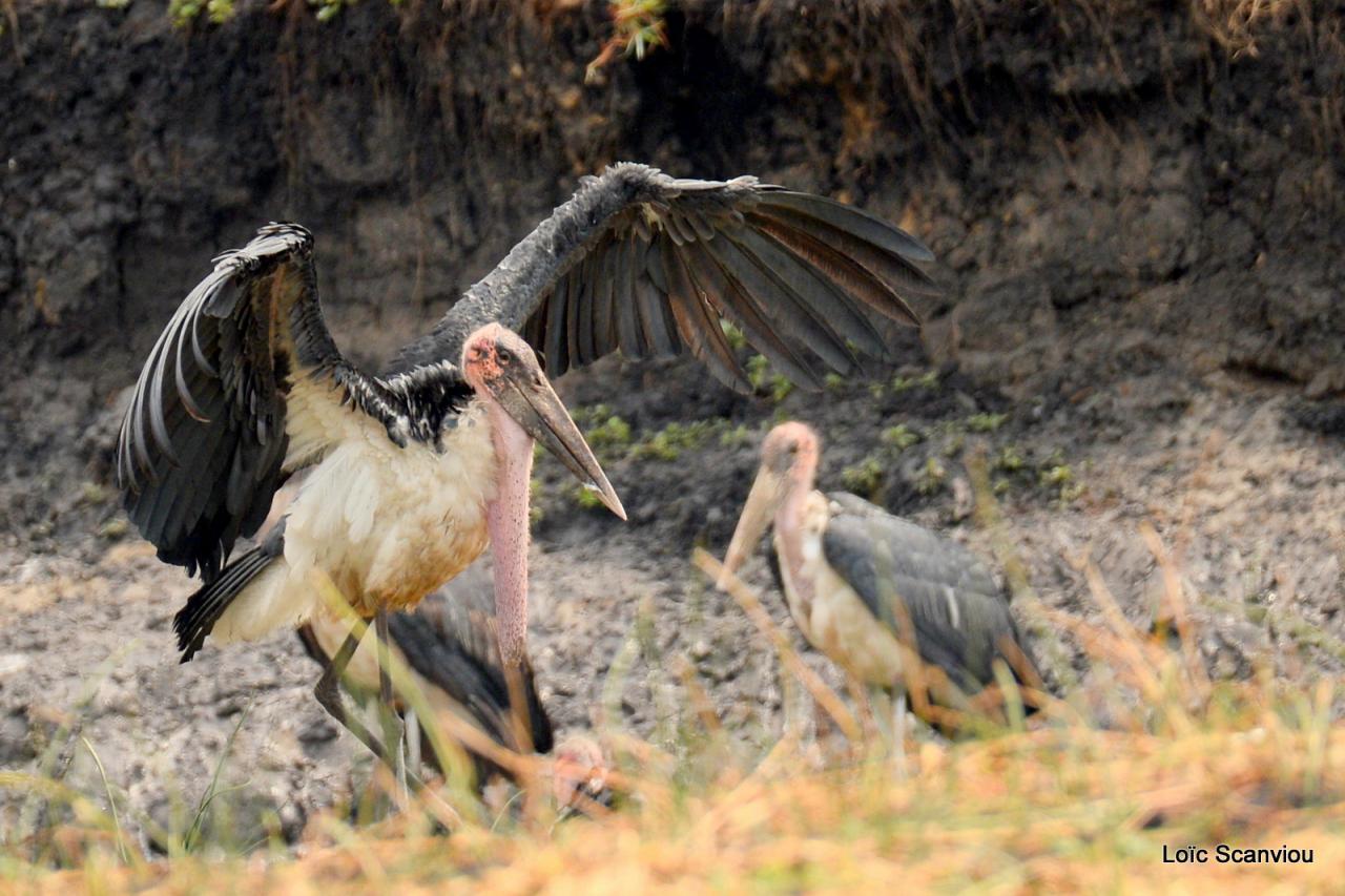 Marabout/Marabou Stork (1)